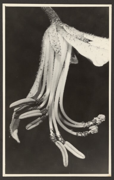 Dictamnus fraxinella, Diptam, Staubgefäße