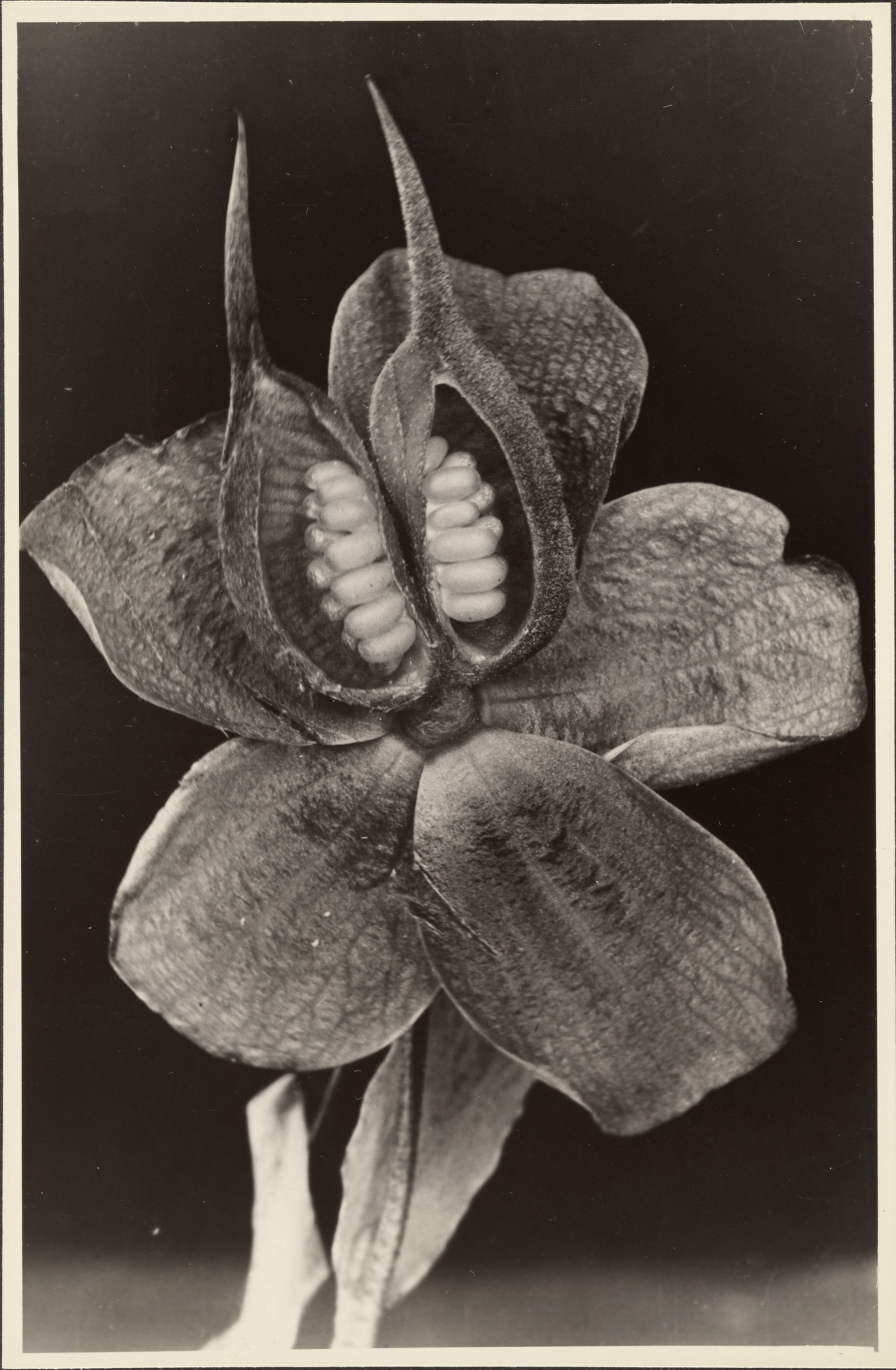 Helleborus foetidus, Christrose, Samenstand, Offen