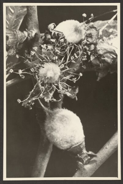 [Stem with pods]