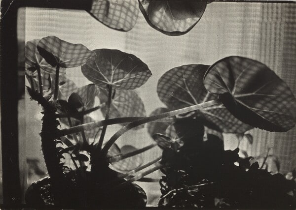 [Leaves with Shadows]