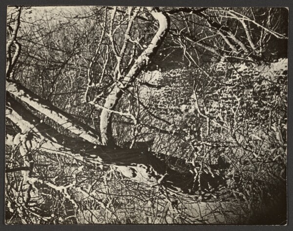 [Tree]