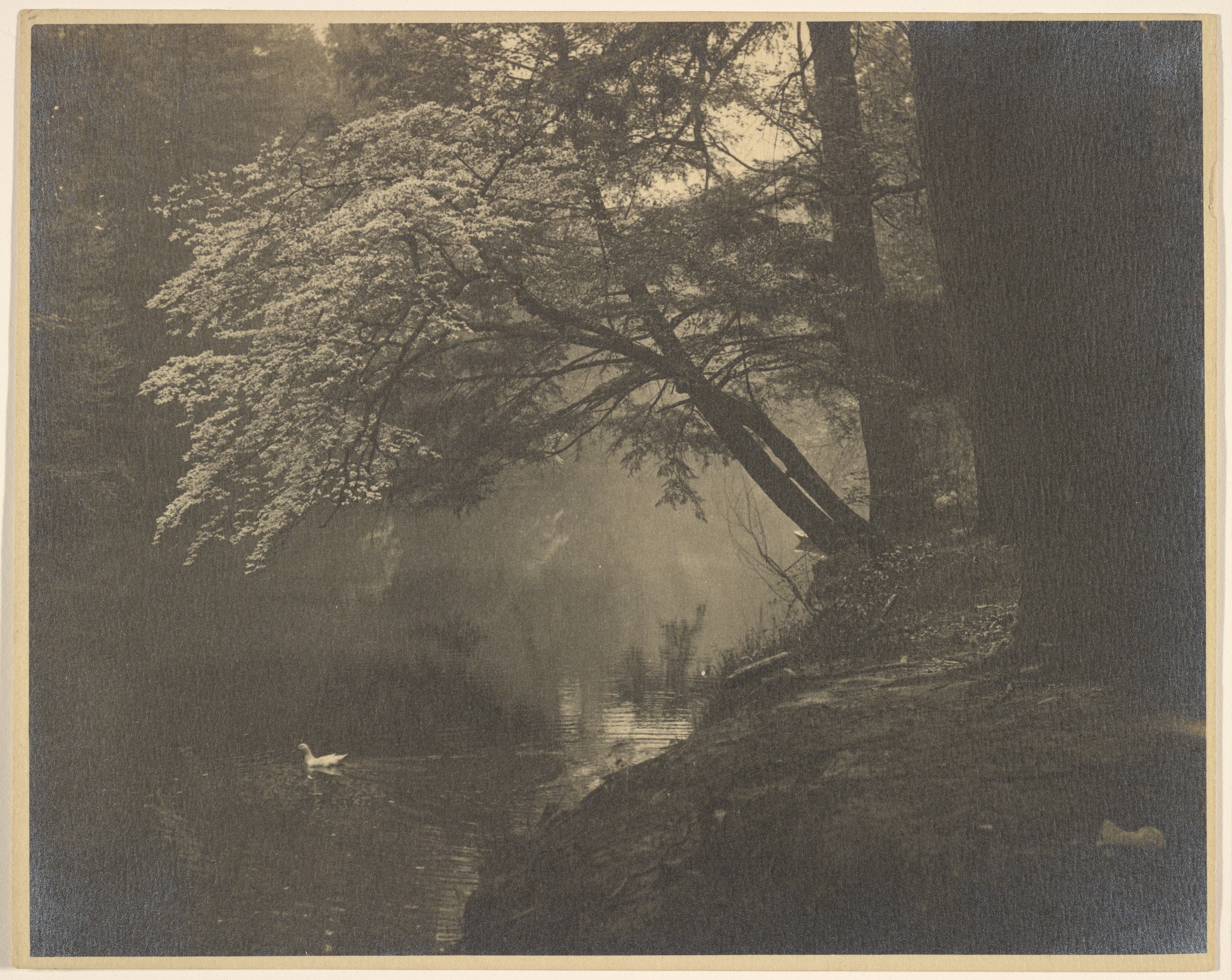 [Swan on a stream]