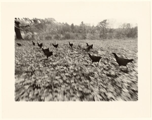 Chickens