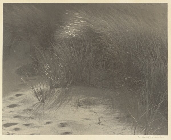 [Beach Grass]