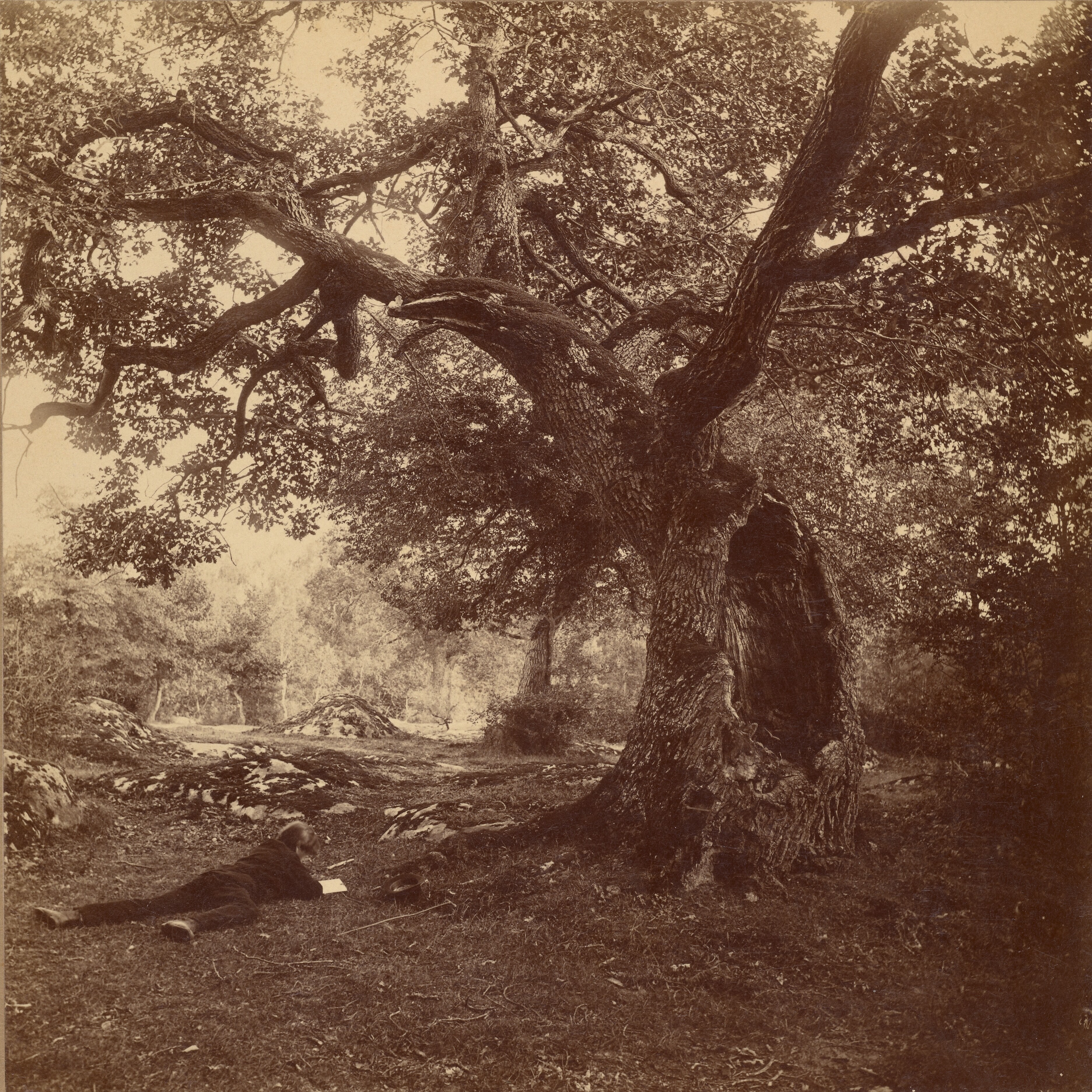 Forêt de Fontainebleau