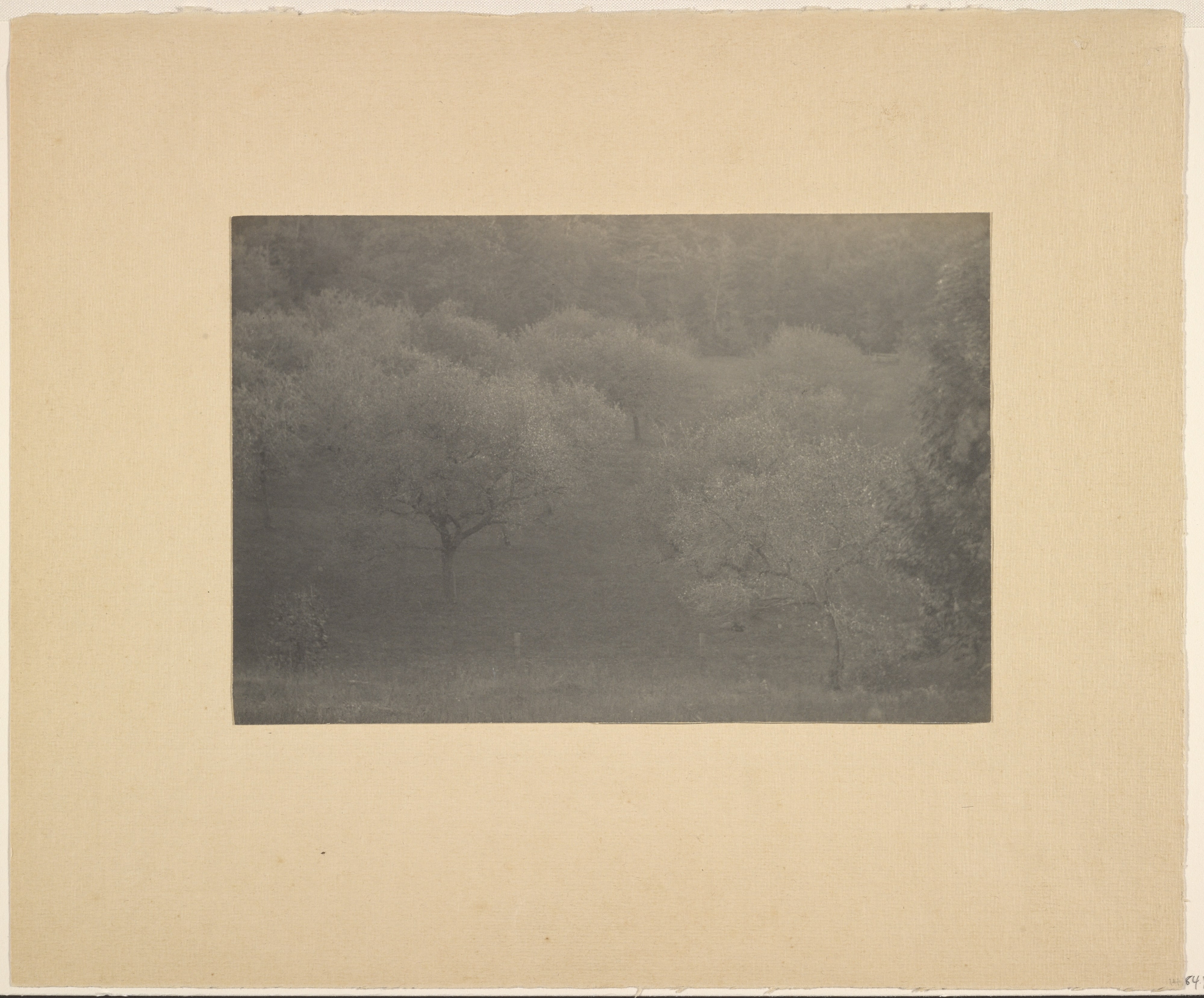 [Fruit Trees in Bloom]