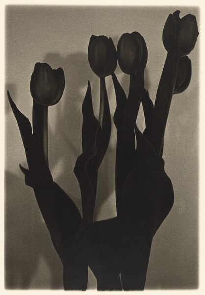 Black Tulips