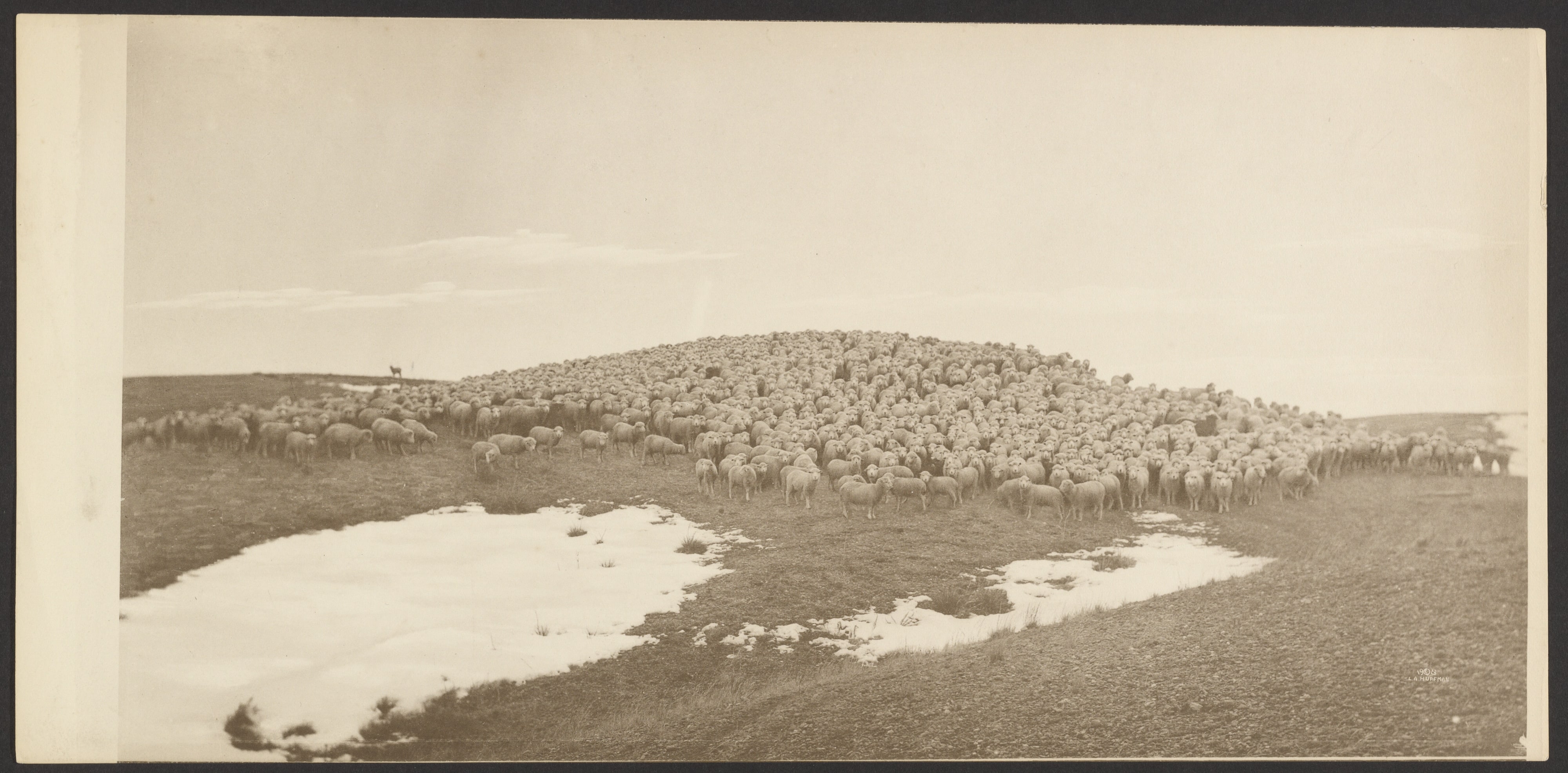 [Sheep on Winter Range, Breaks of Yellowstone]