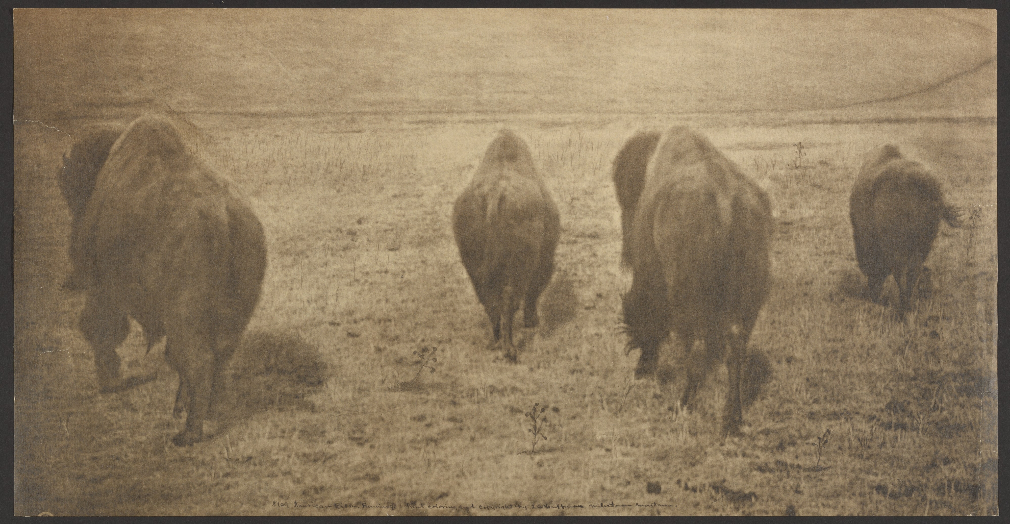 American Bison, Running