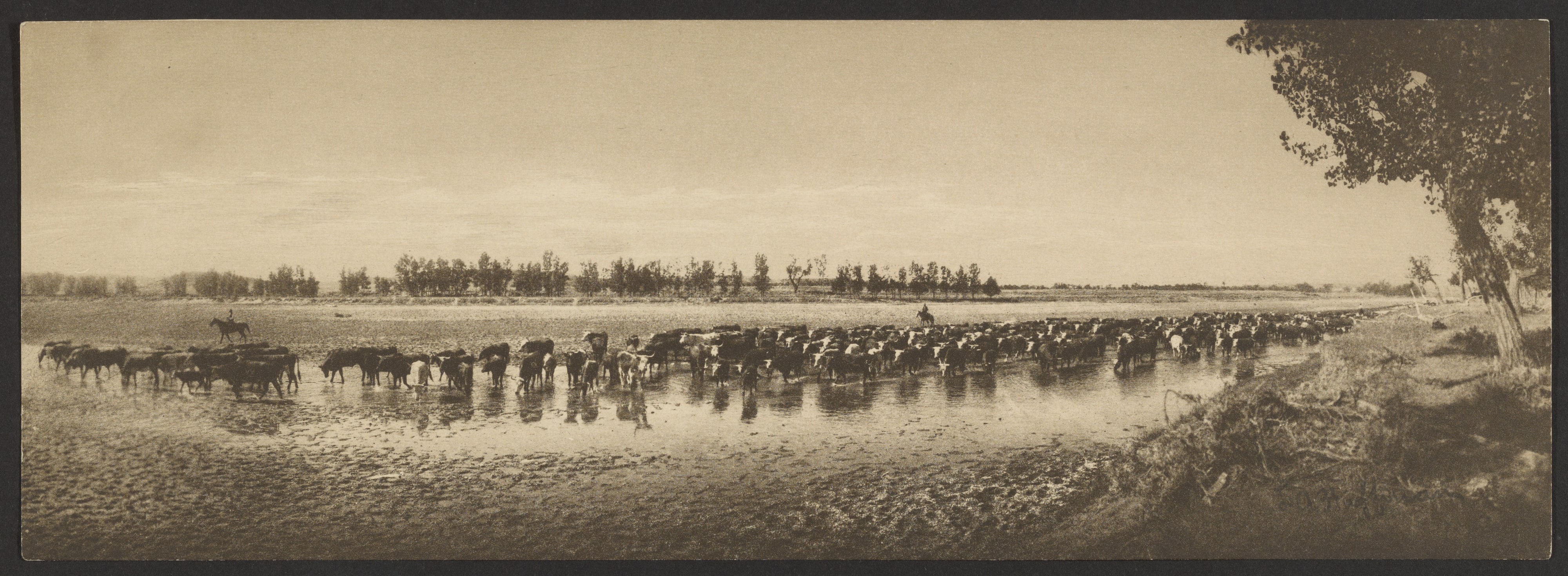[Cattle at Watering Hole]
