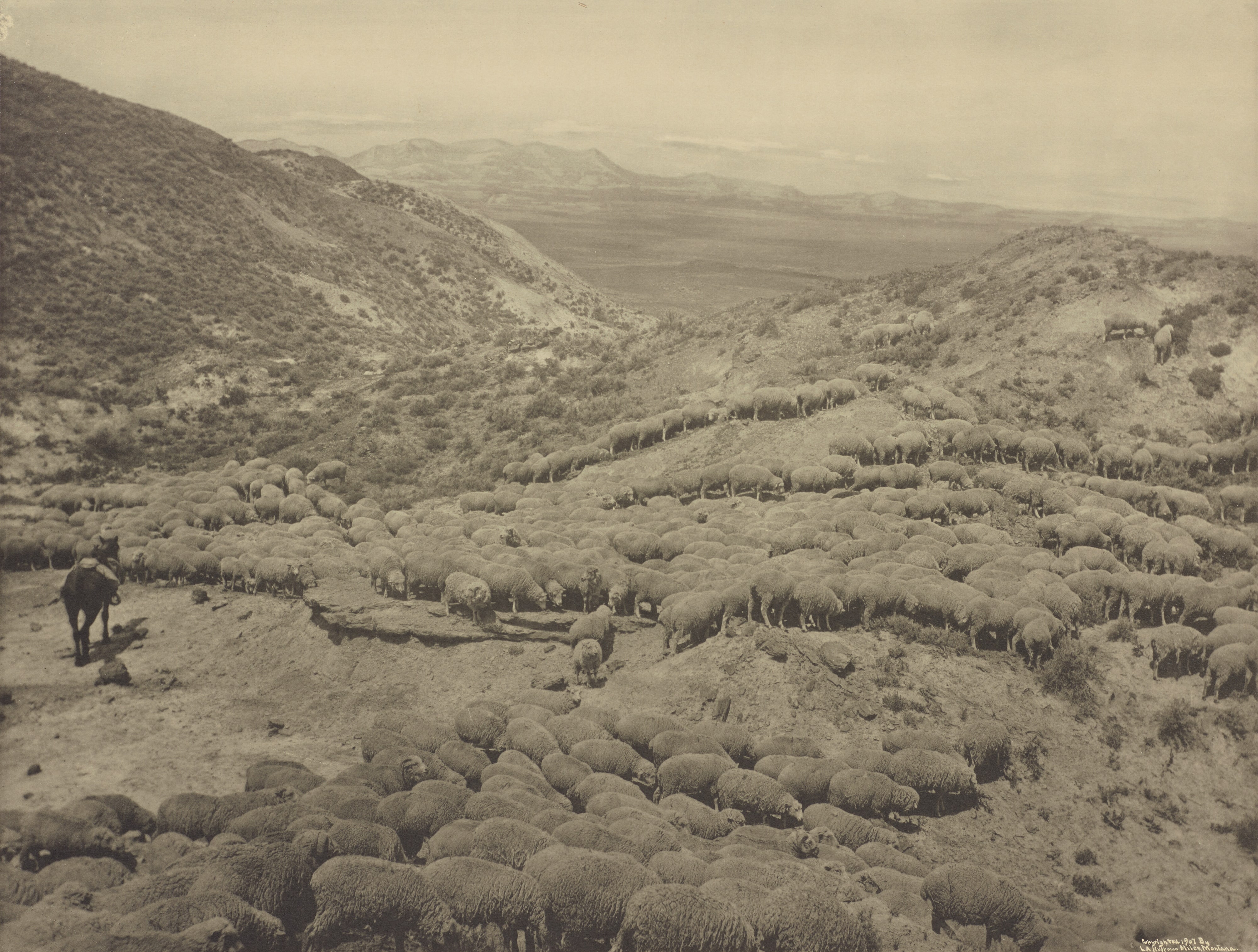 [Hot sheep in the Powder River badlands near Broadus, Montana]