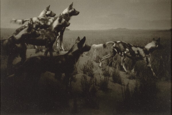 Wild African Dogs