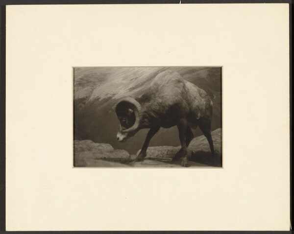 Long Horn Sheep