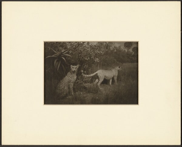 Two Cheetahs
