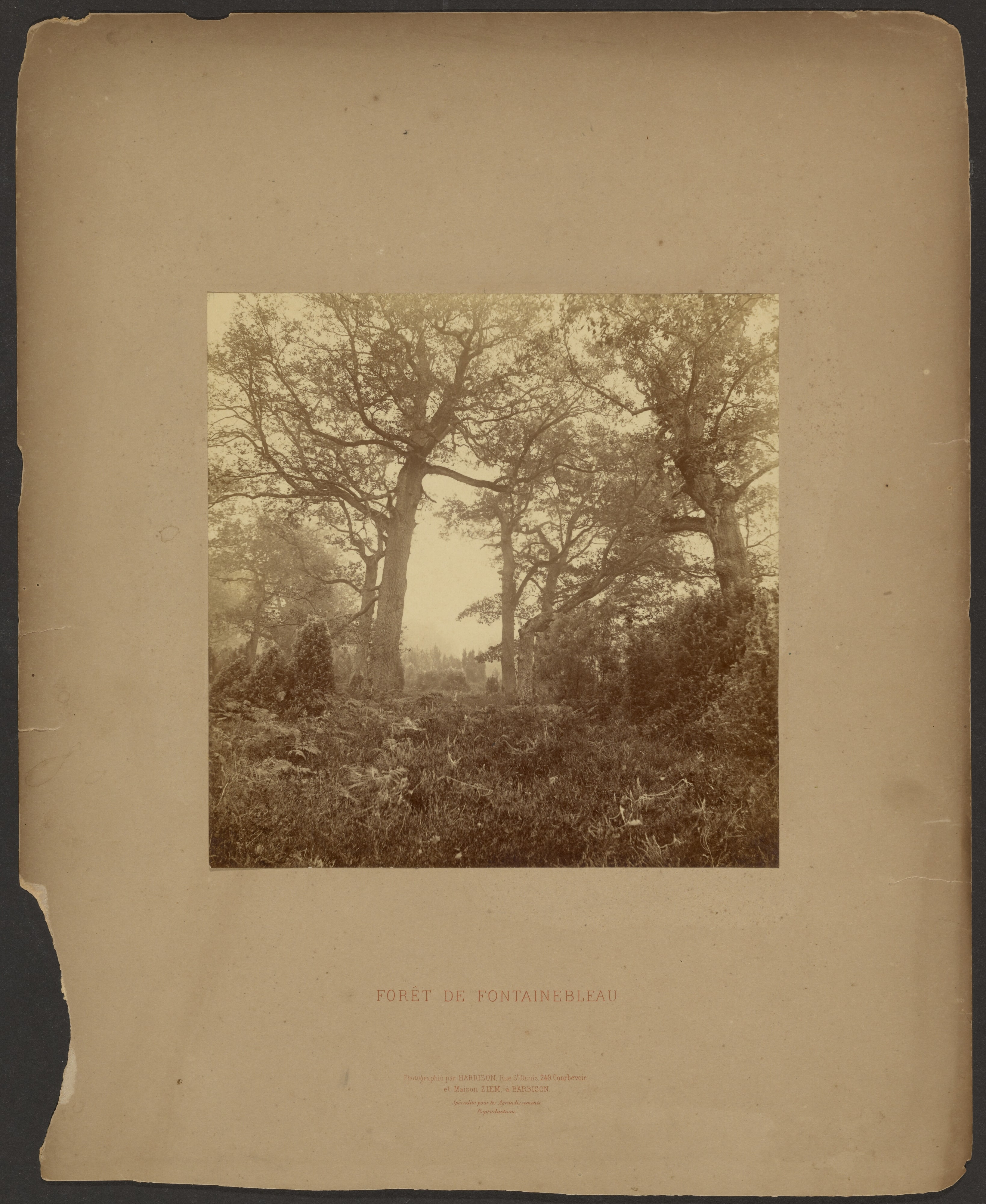 Forét de Fontainebleau