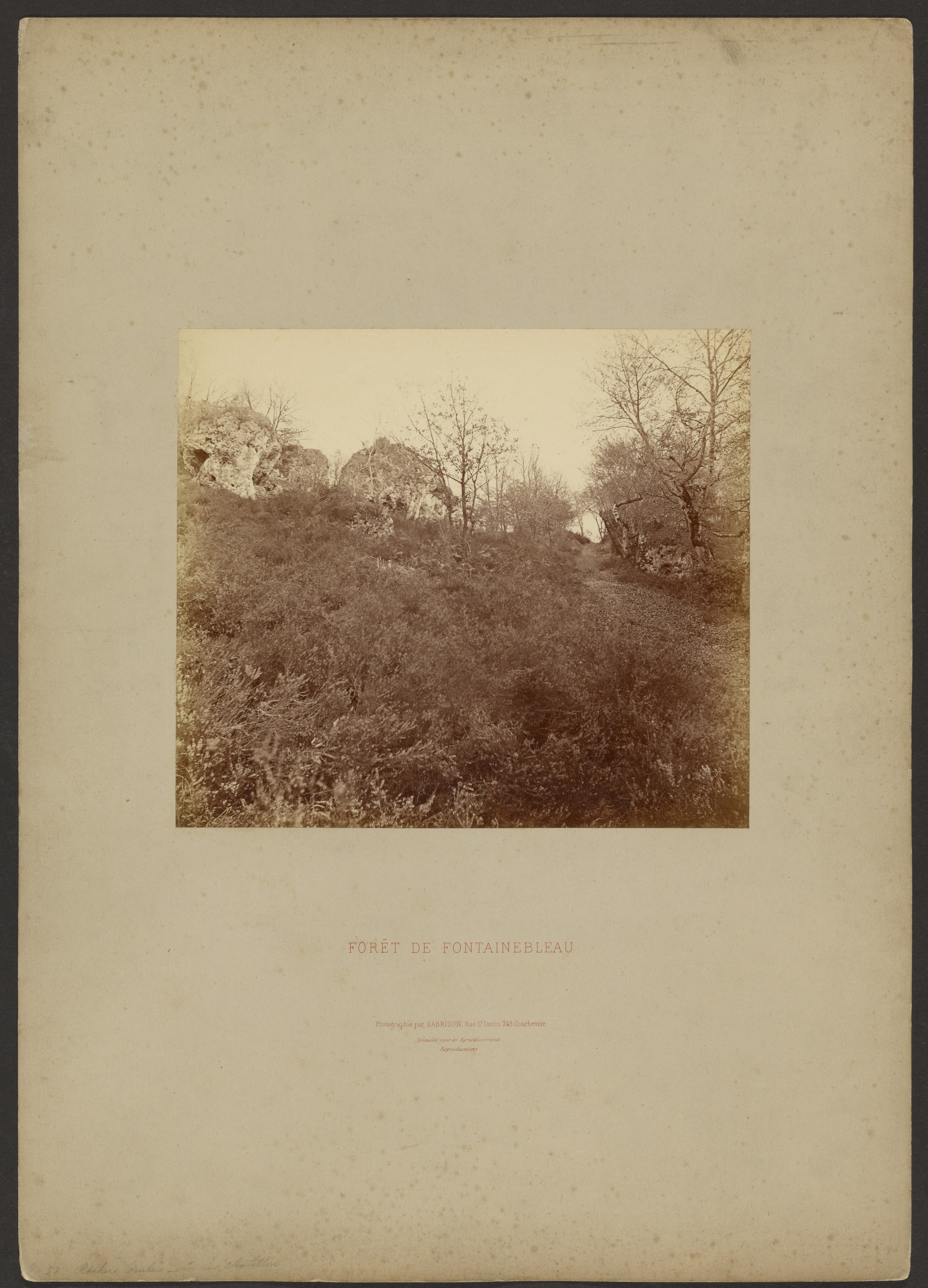 Forêt de Fontainebleau