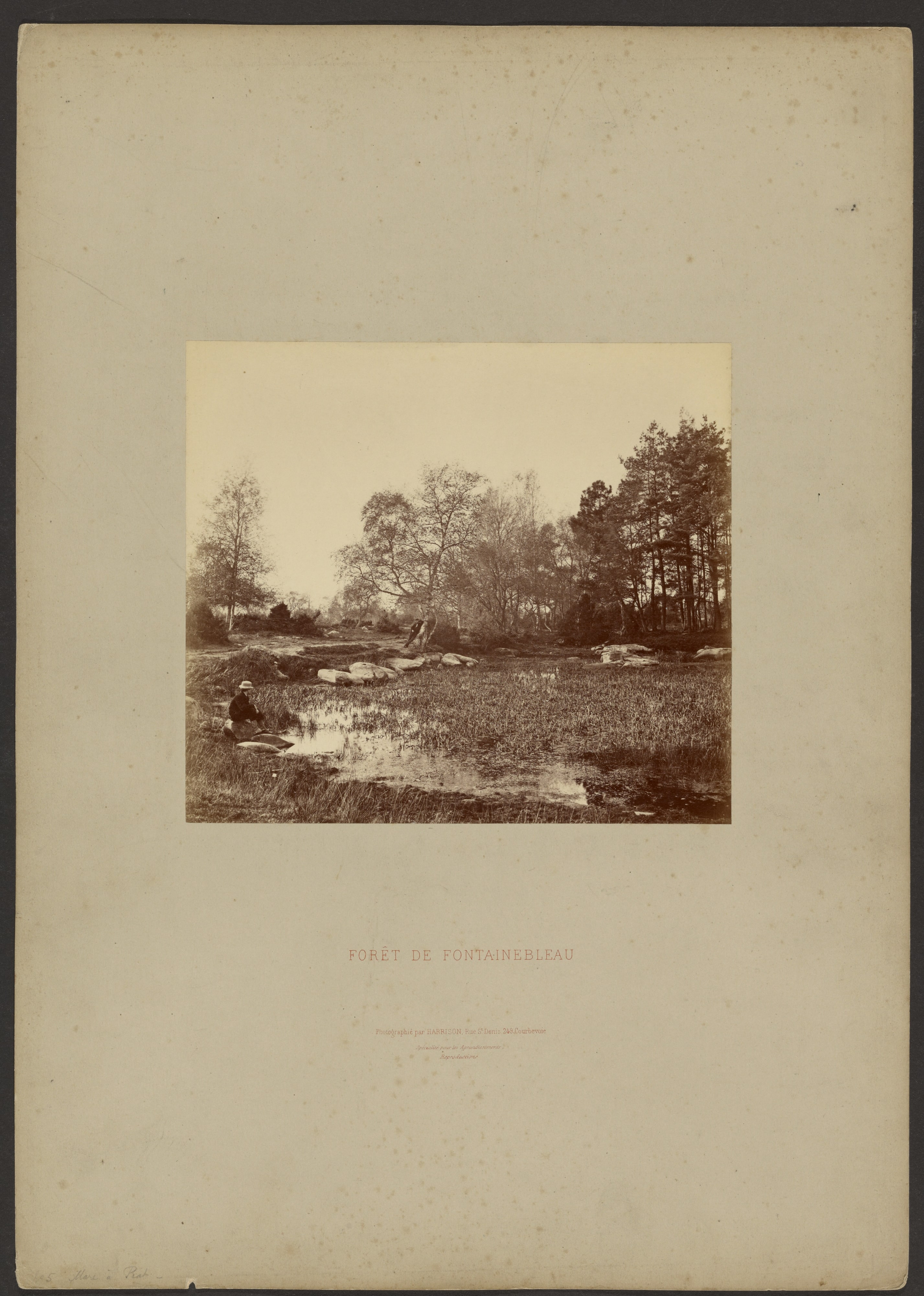 Forét de Fontainebleau