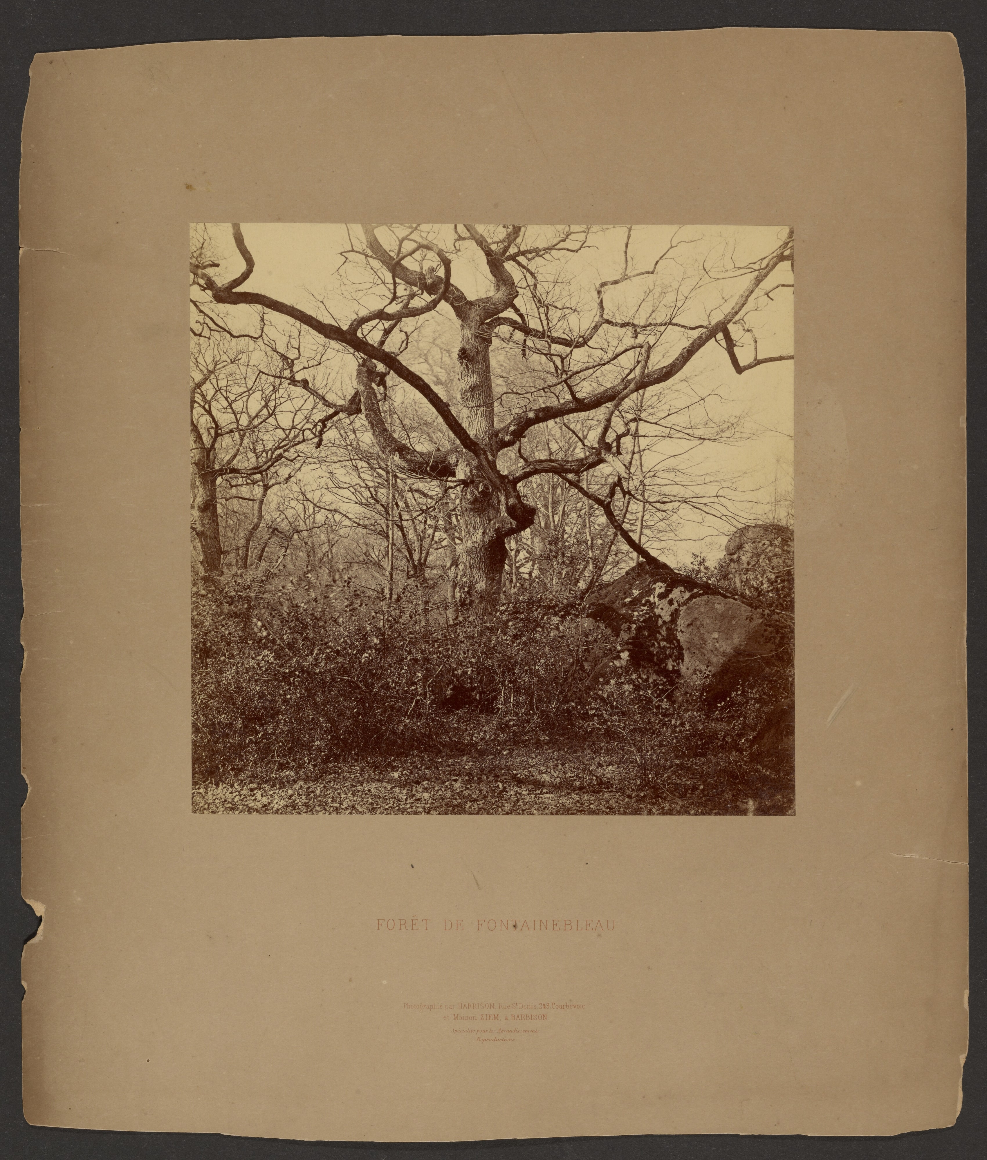 Forét de Fontainebleau
