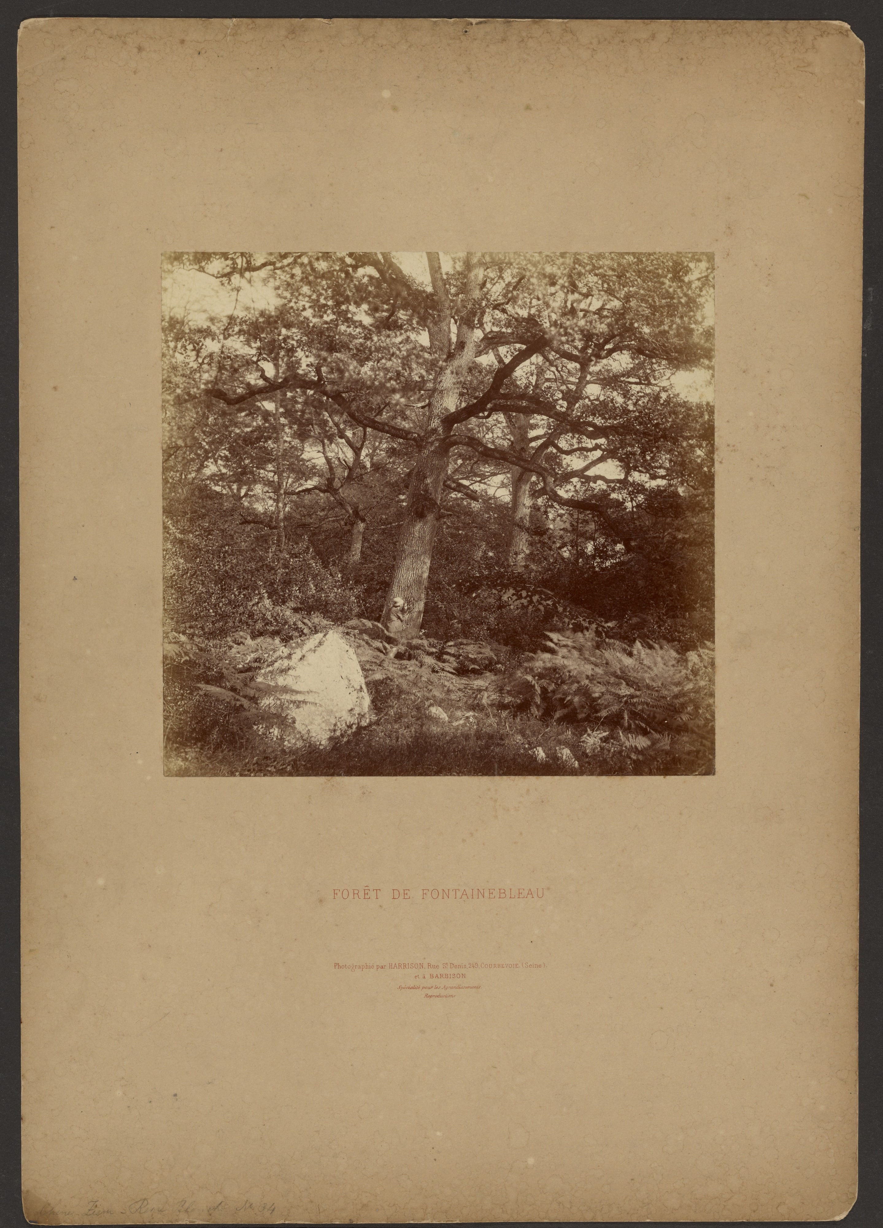 Forét de Fontainebleau