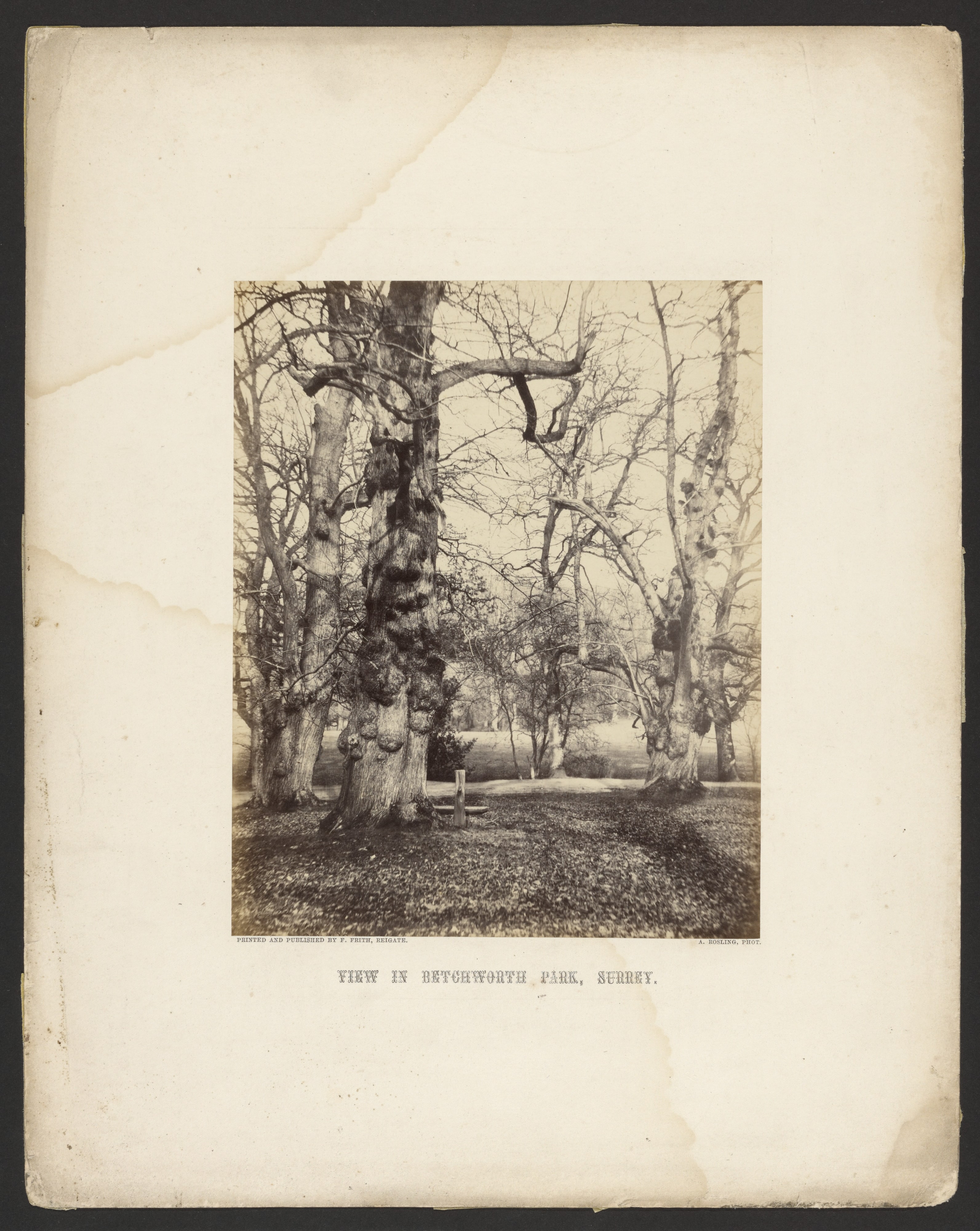 View in Betchworth Park, Surrey
