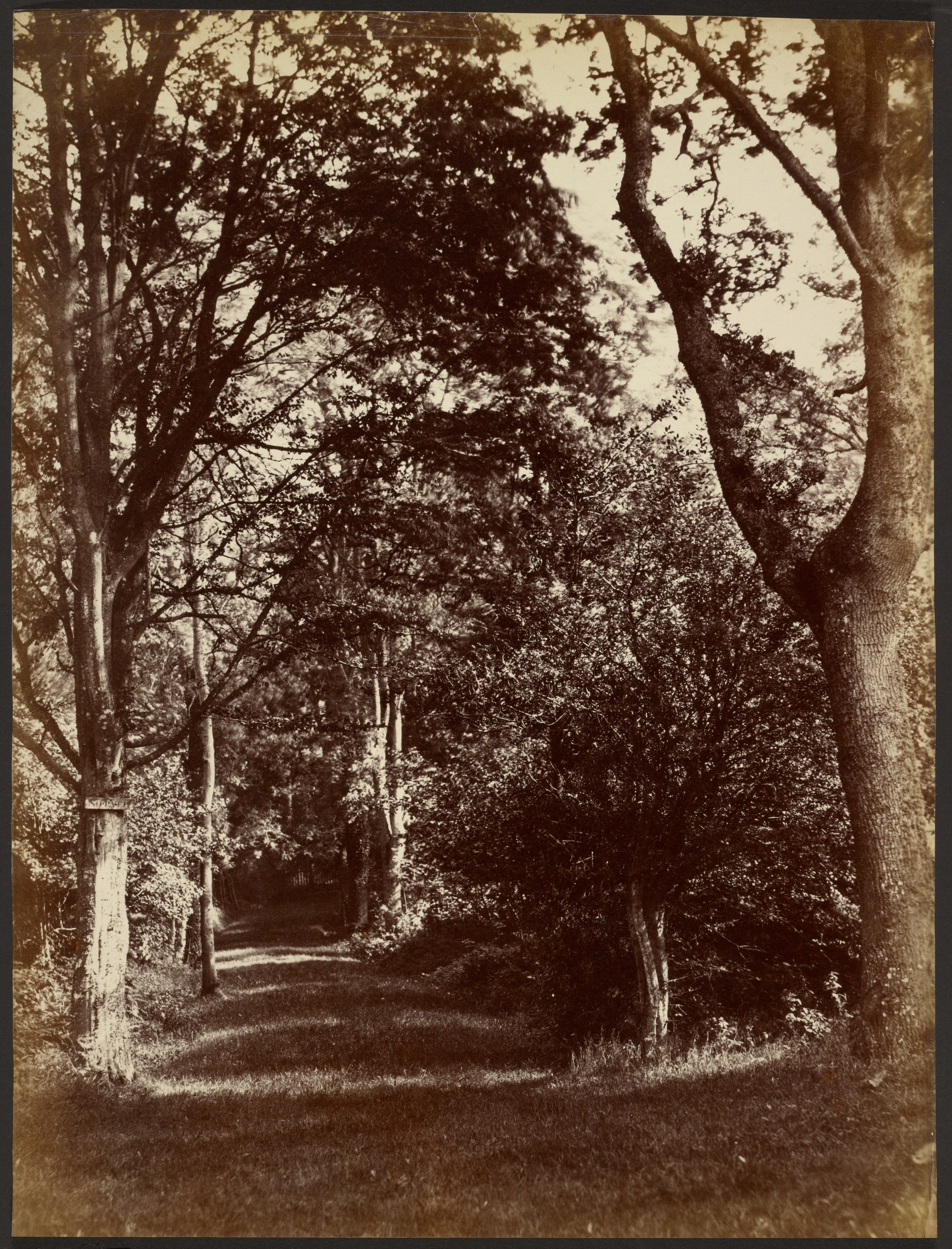 [Trees]