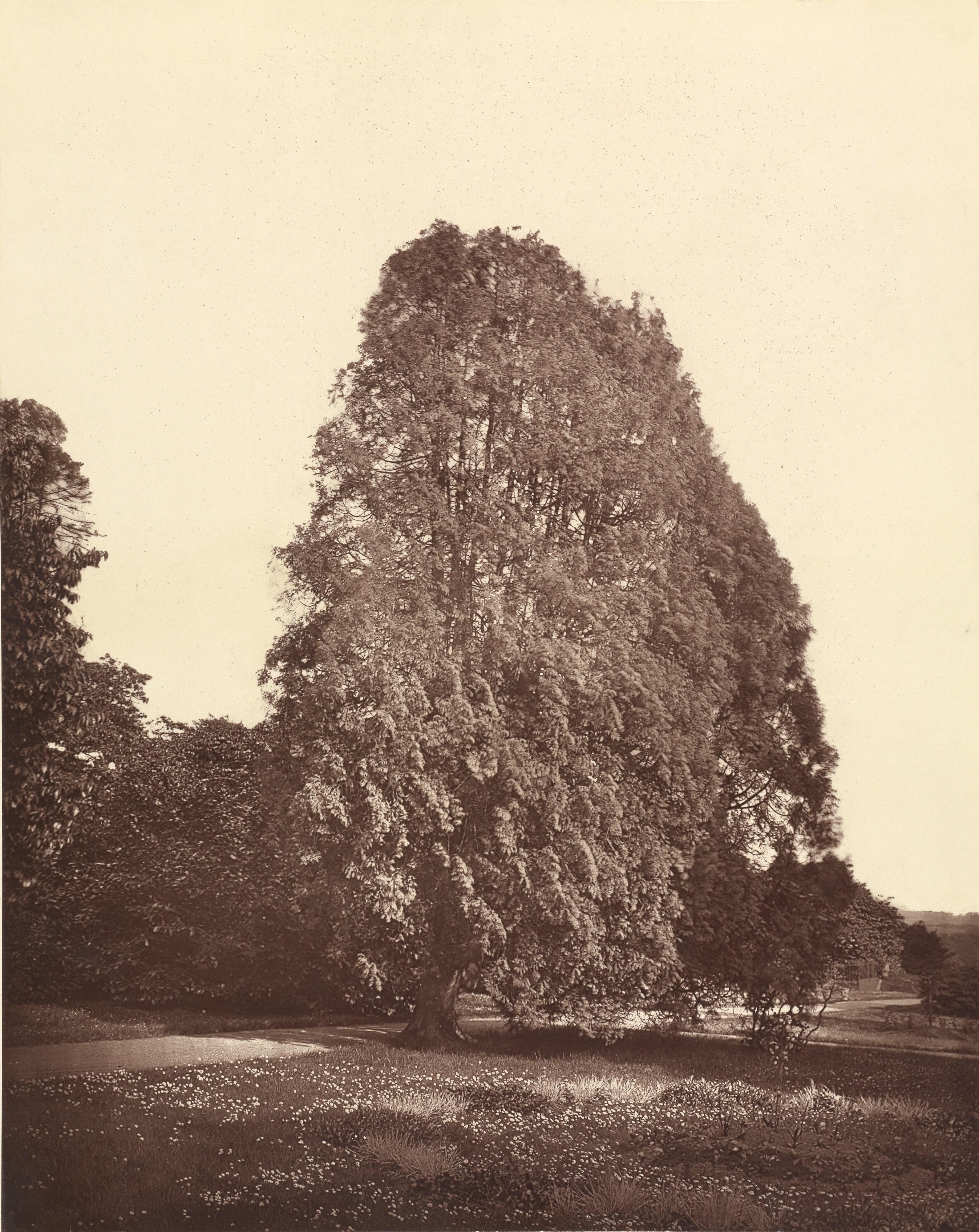 Arbor Vitæ. Charleton.