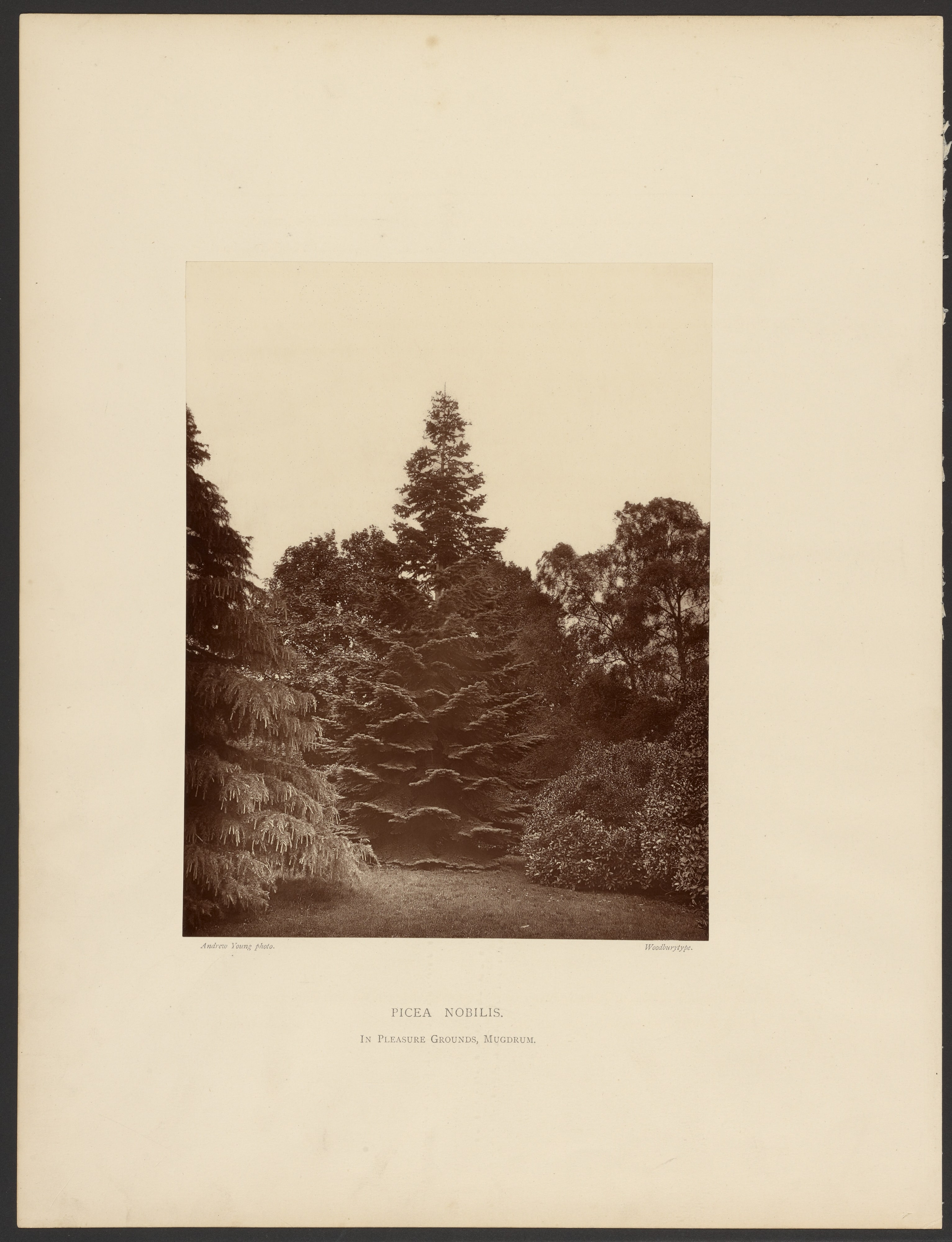 Picea Nobilis. In Pleasure Grounds, Mugdrum.
