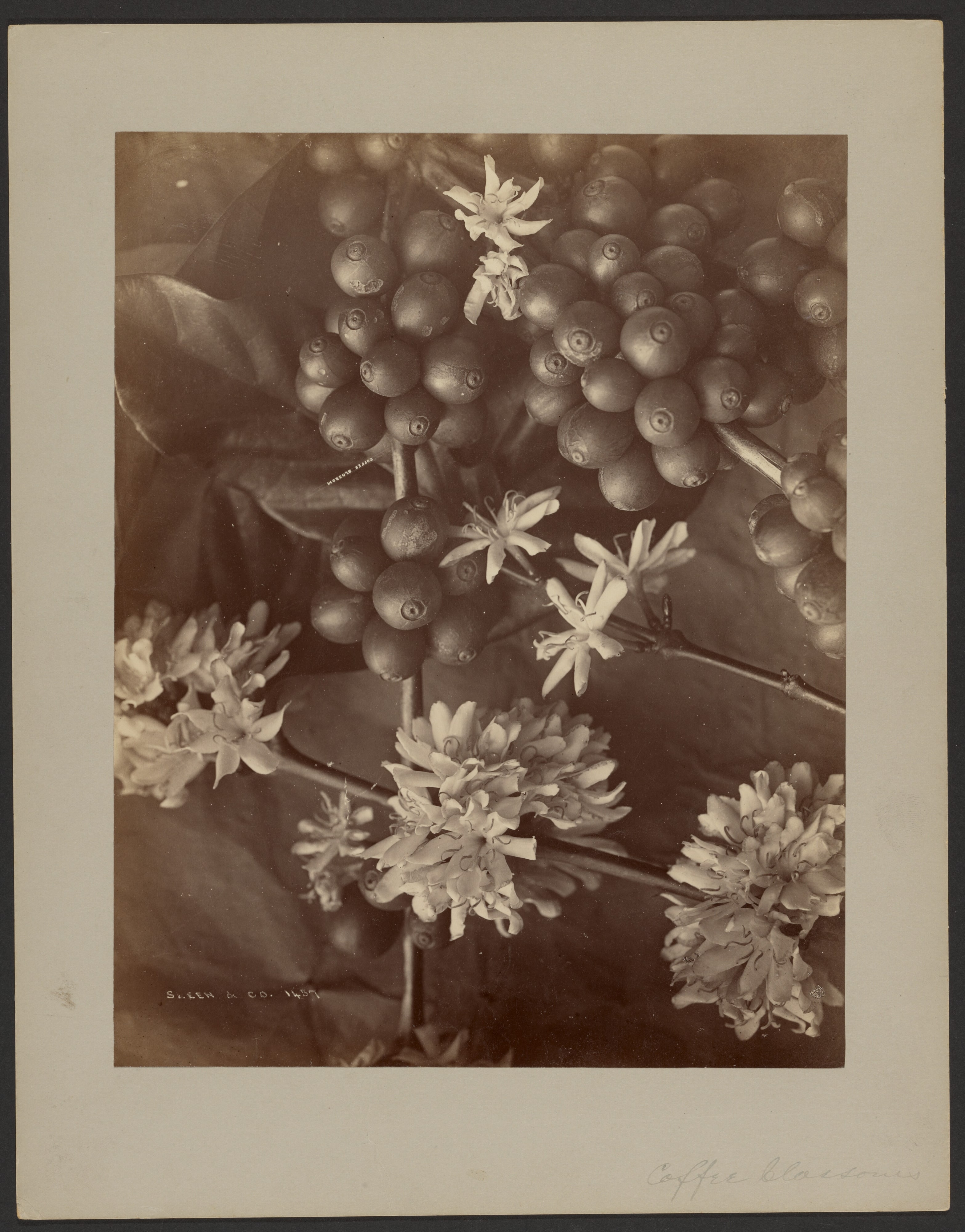 Coffee Blossom