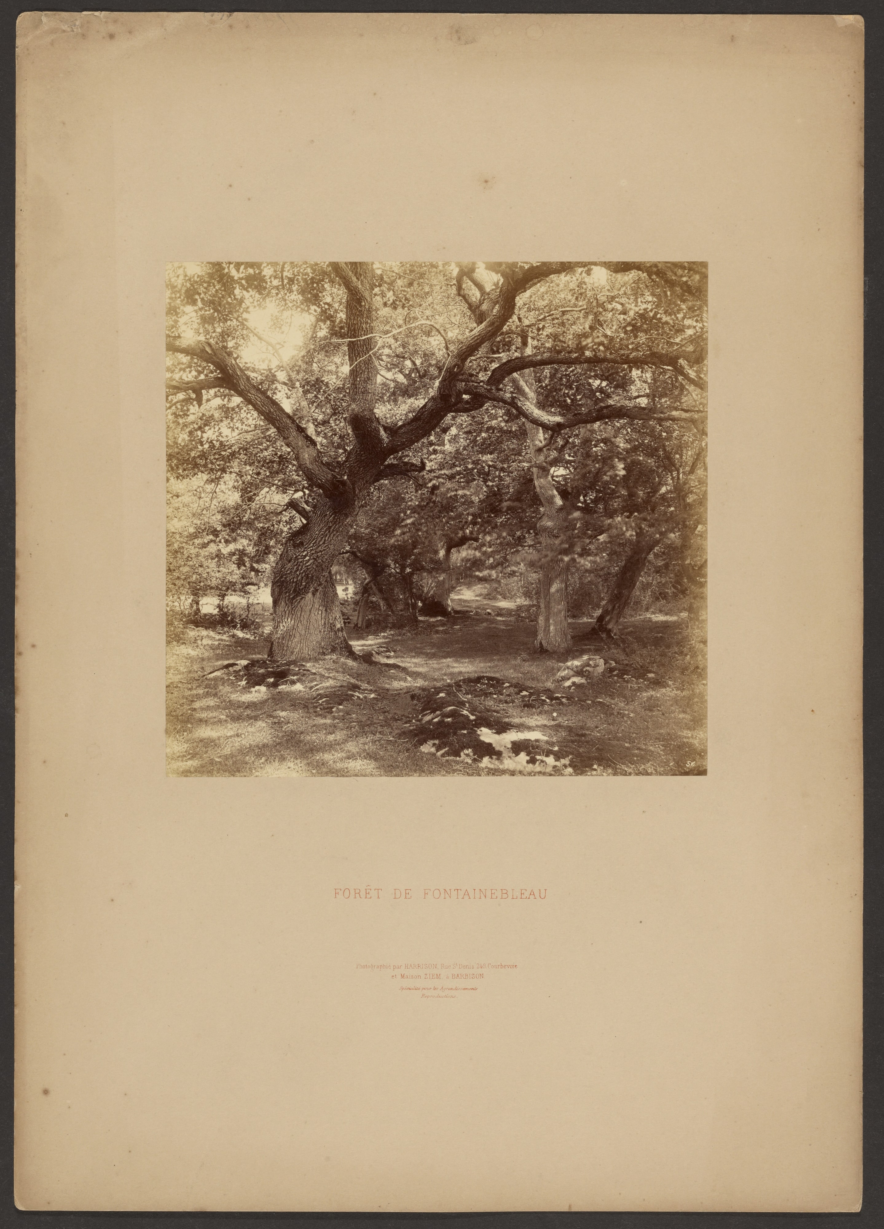 Forét de Fontainebleau