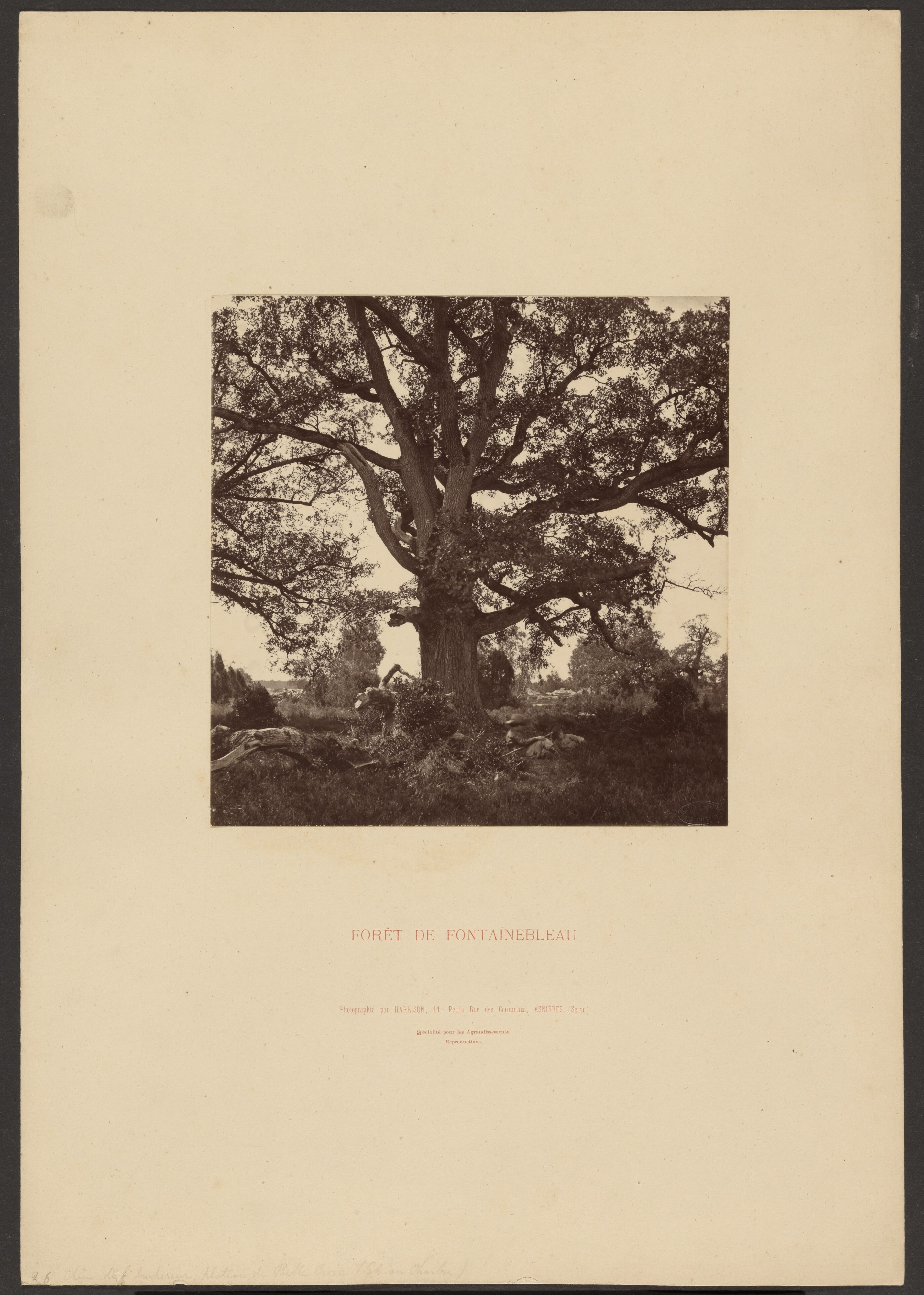 Forét de Fontainebleau