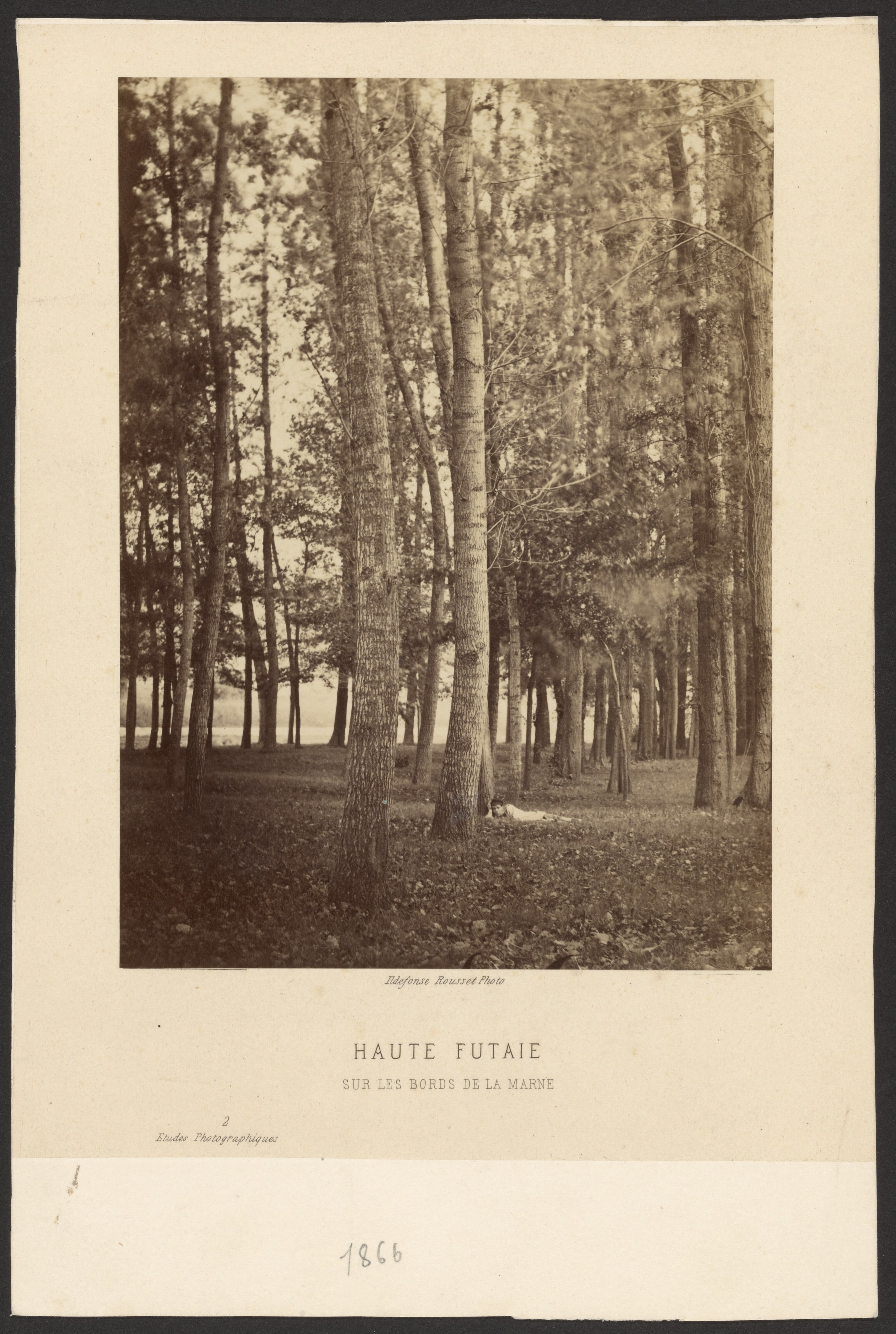 Haute Futaie, sur les bords de la Marne