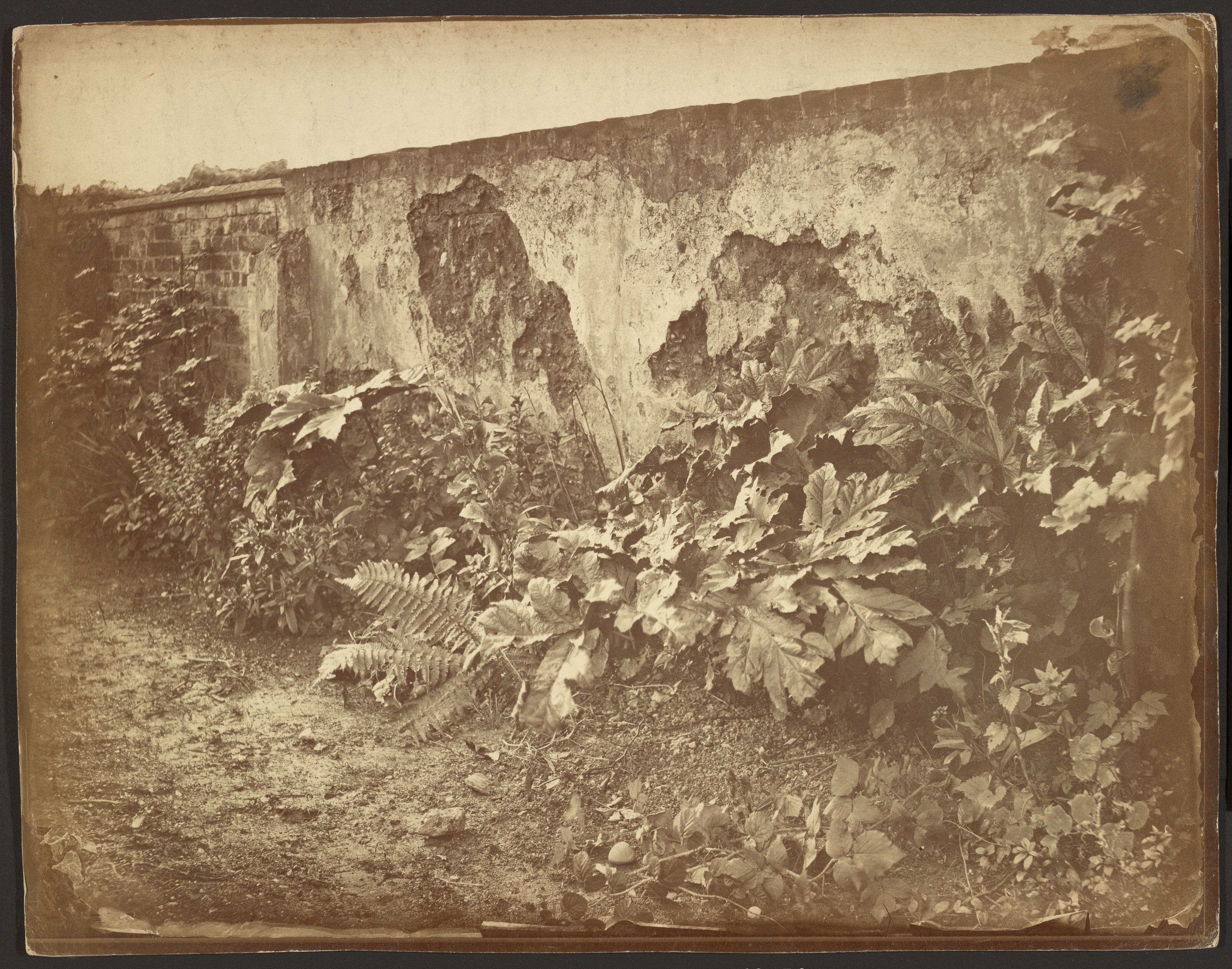 [Garden Wall]
