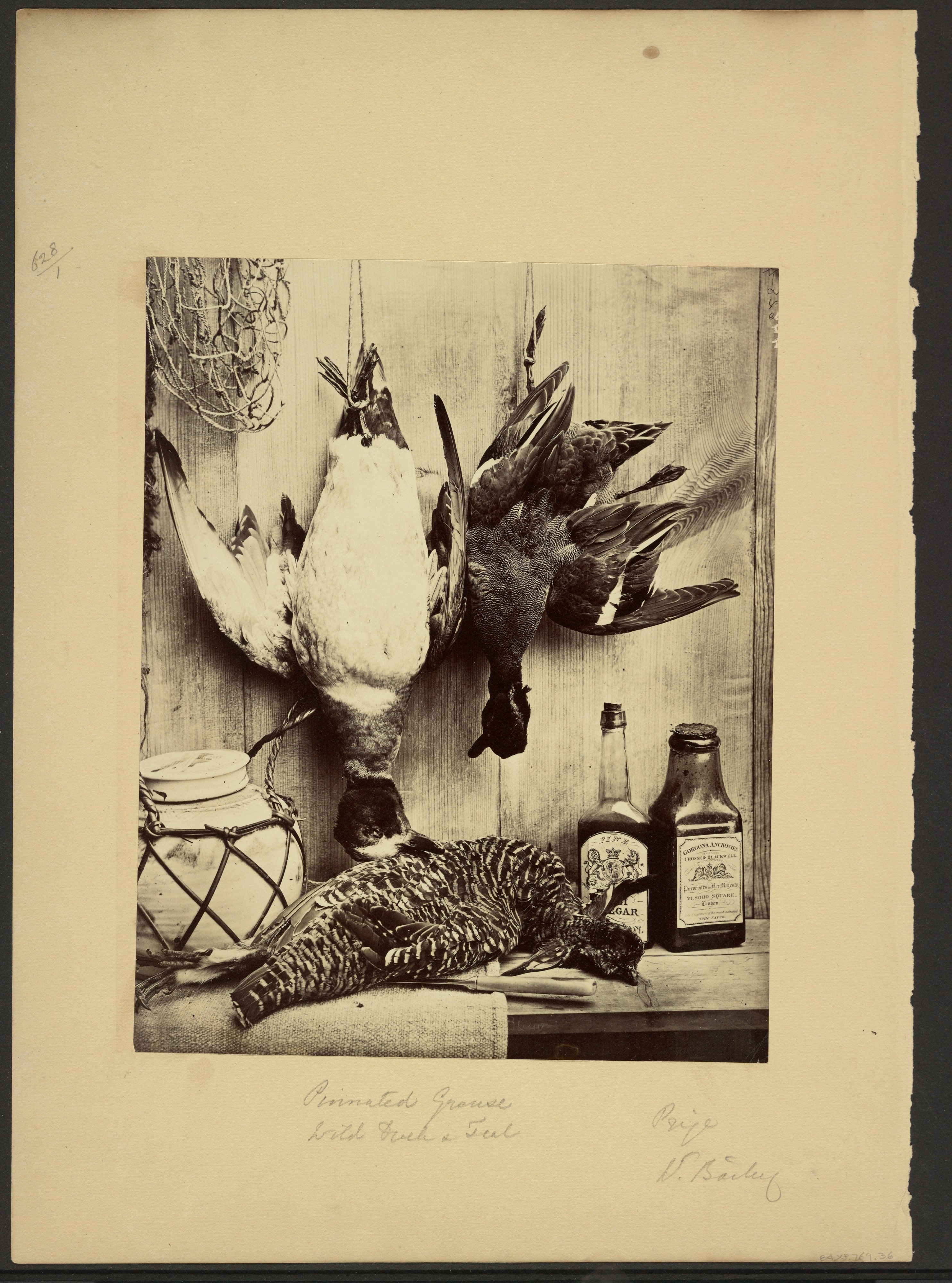 Pinnated Grouse, Wild Duck and Teal