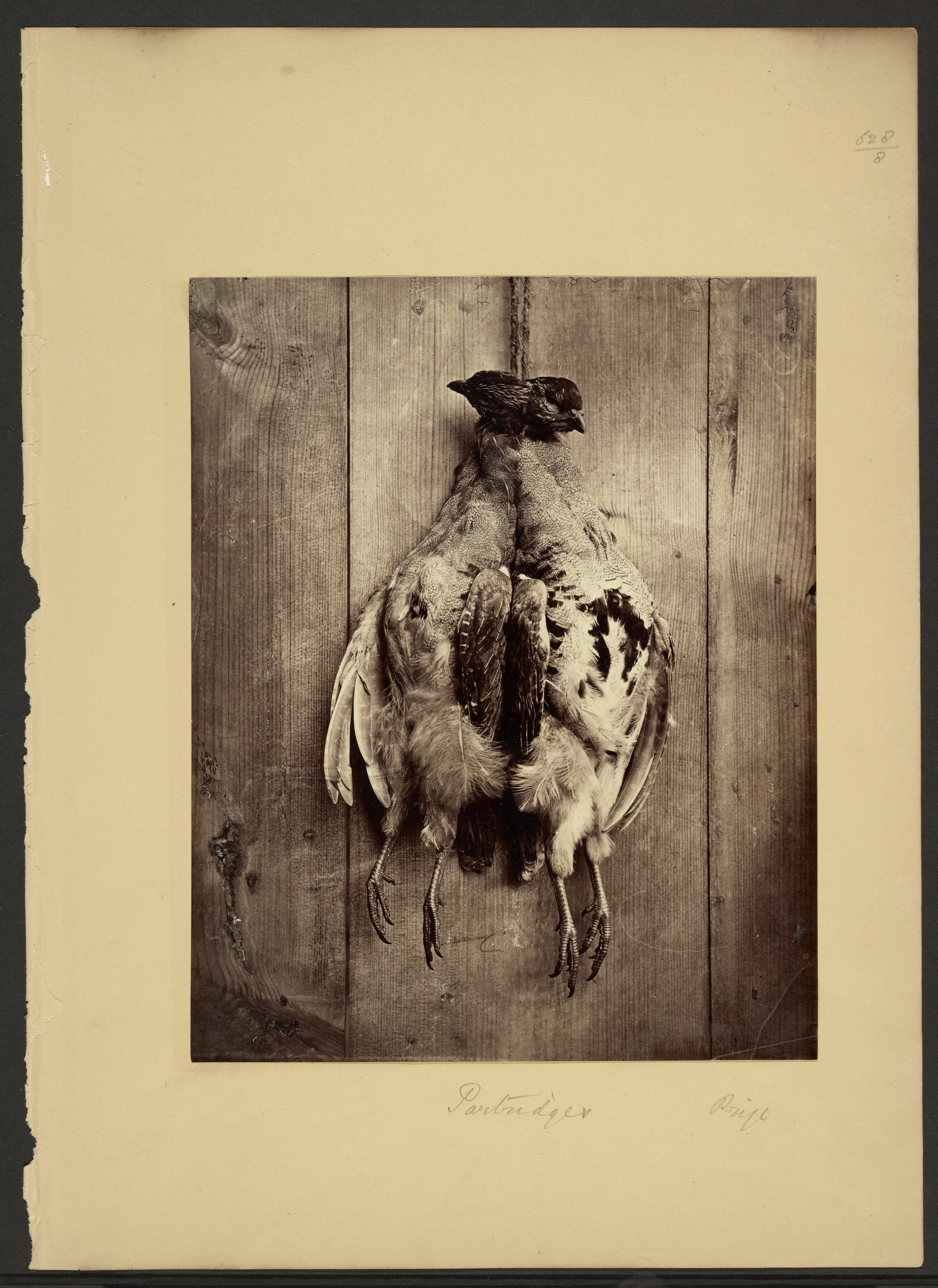 Partridges