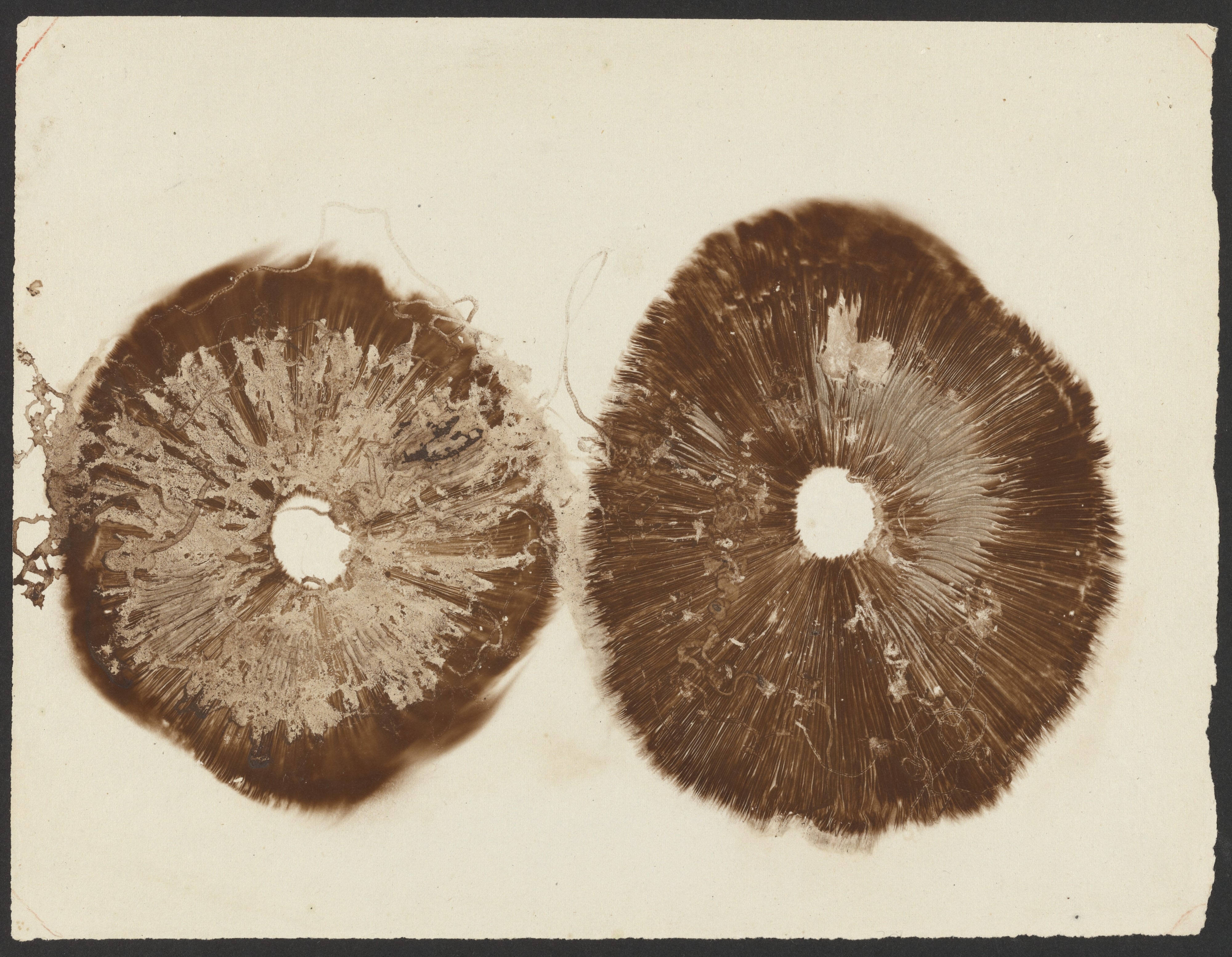 [Imprints of mushrooms]