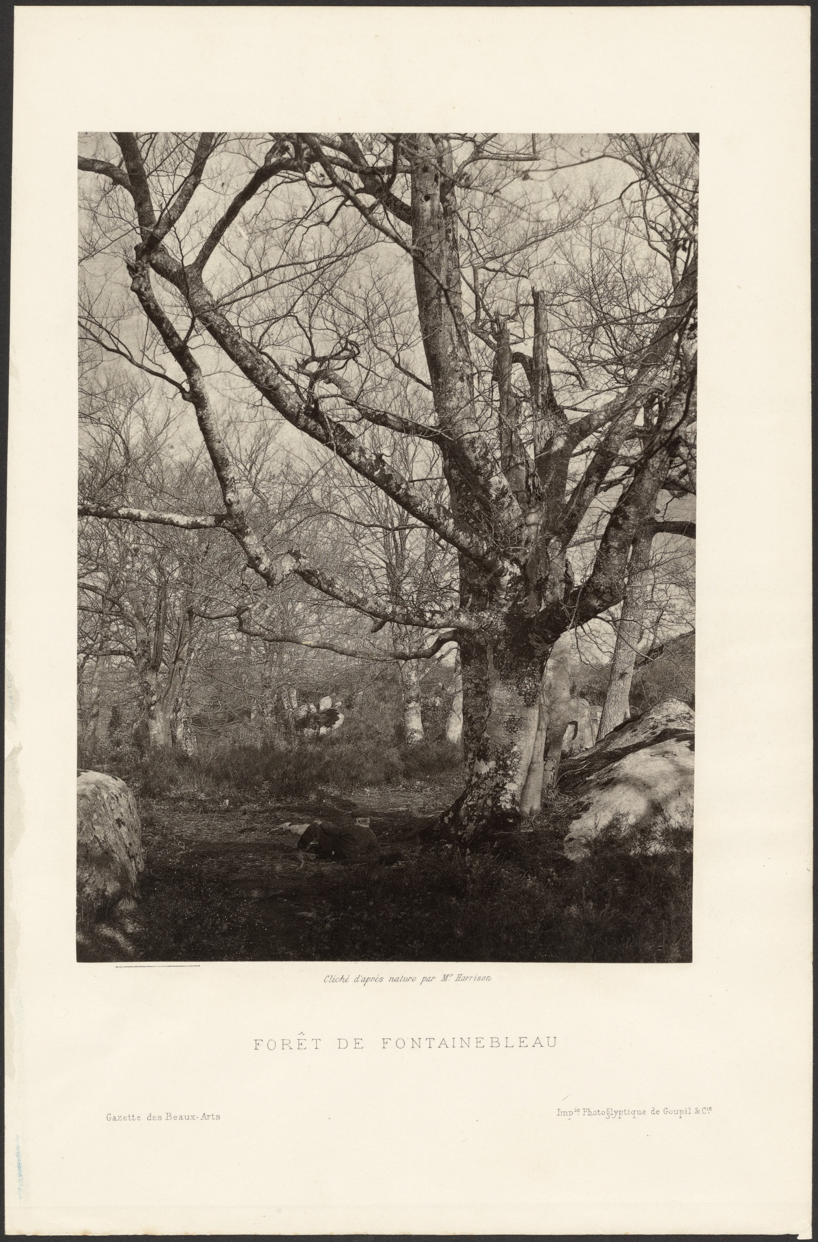 Forét de Fontainebleau