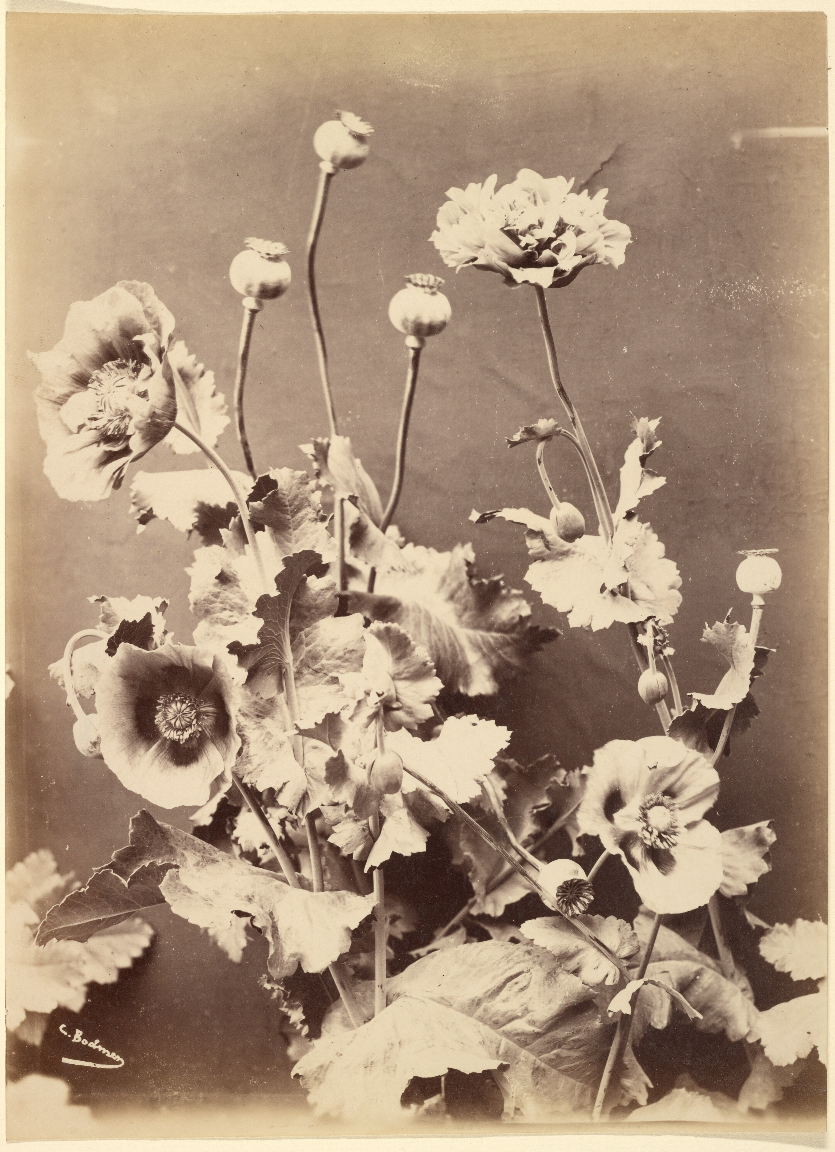 [Still Life of Poppies]
