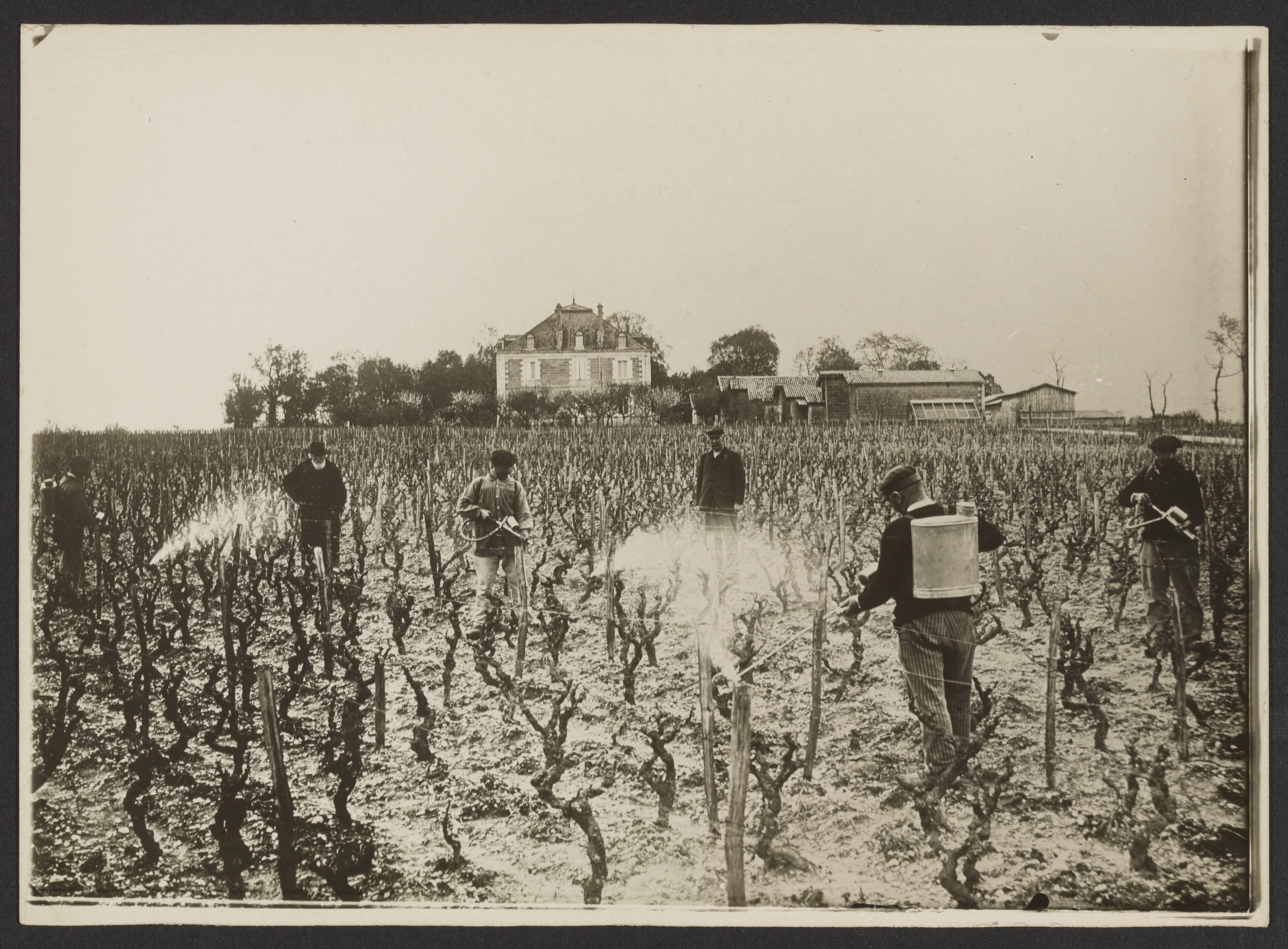 [Les vins de France, sulfatage des vignes]