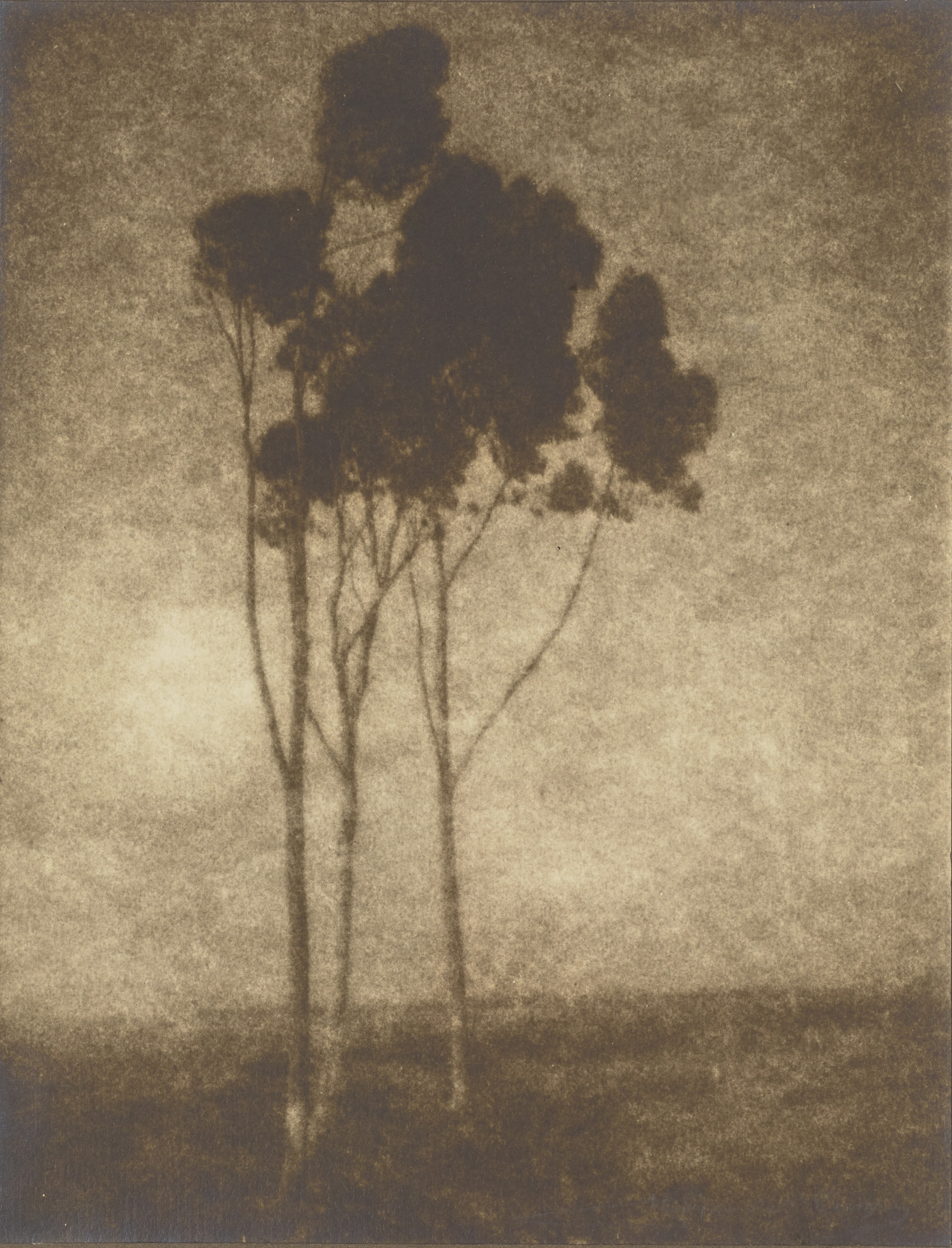 [Stand of Trees]