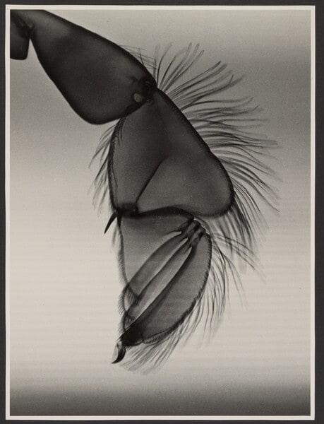 [Rudder foot of a water beetle]