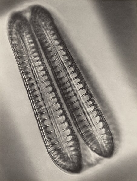 Diatomeen (Surirella elegans) in Teilung