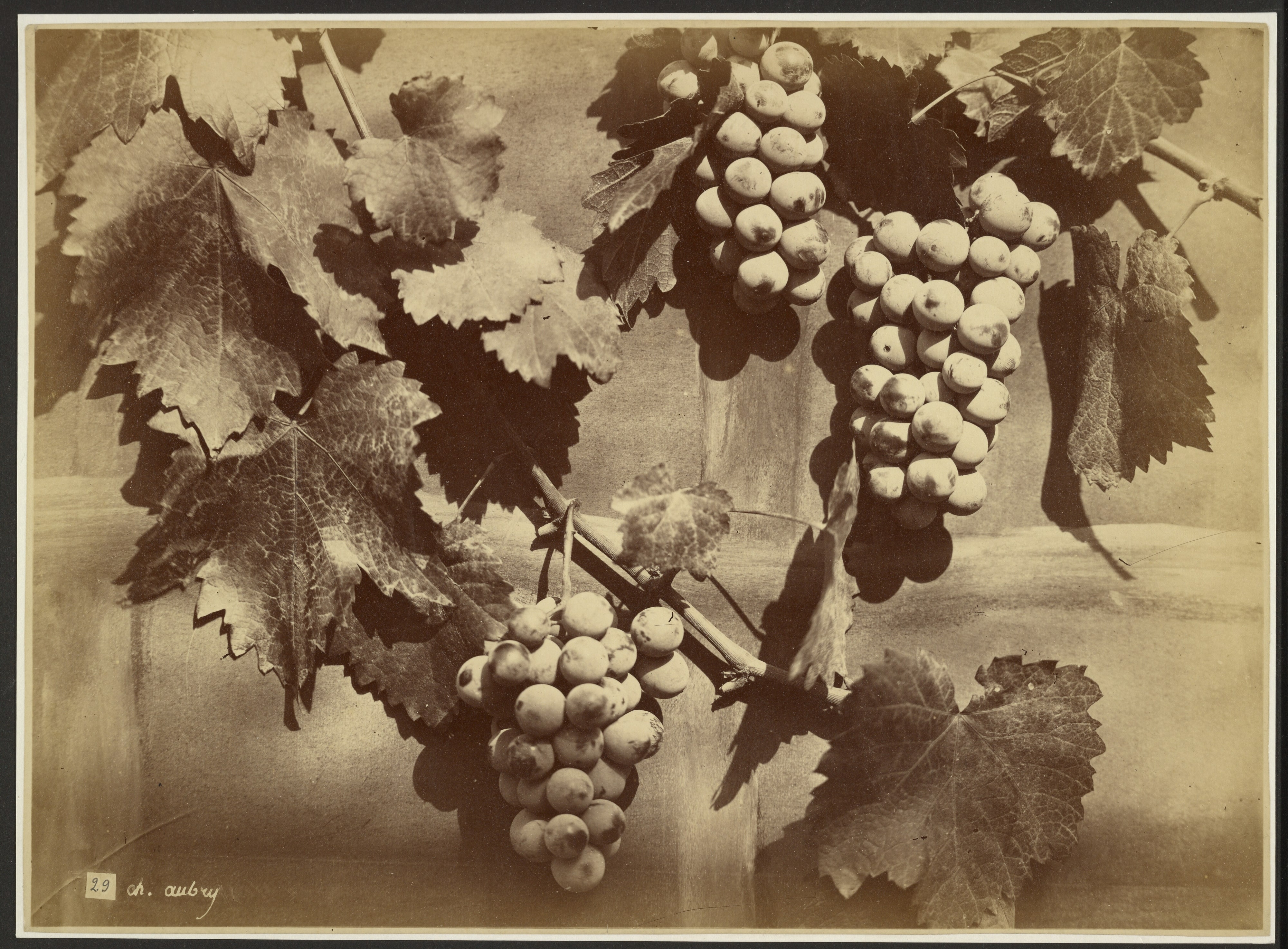 [Grape clusters]
