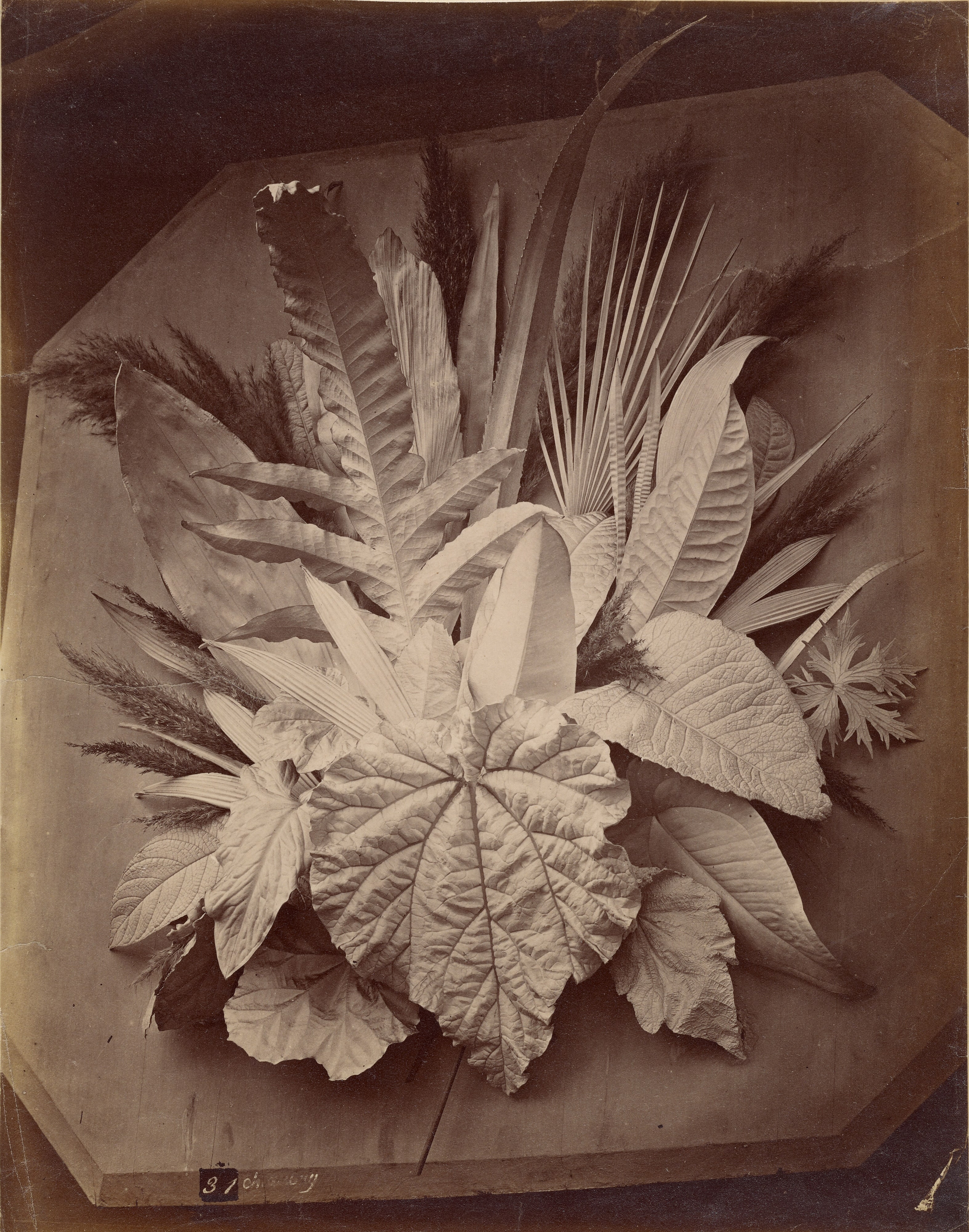 [Leaf arrangement]