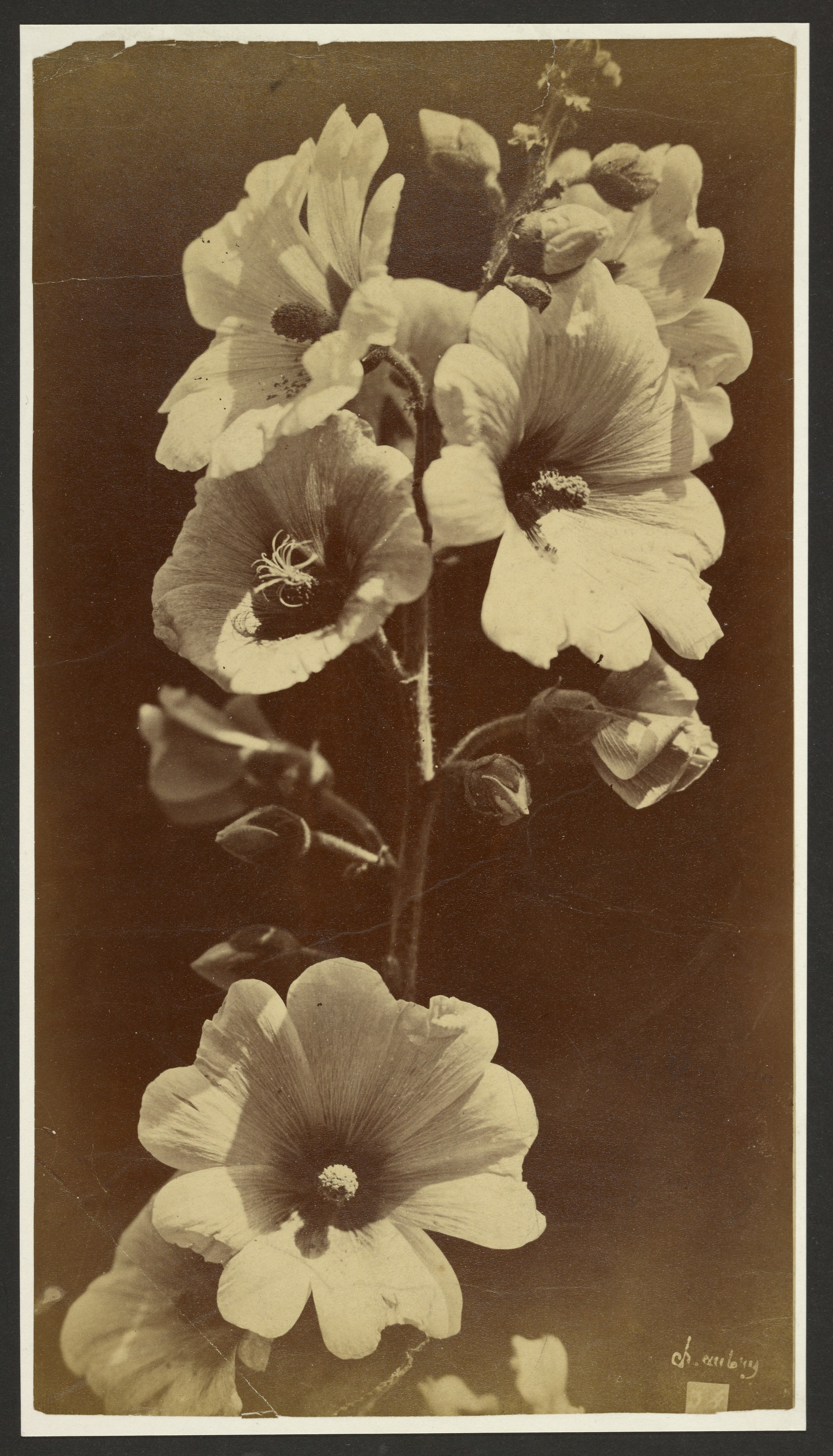 [Flowers]