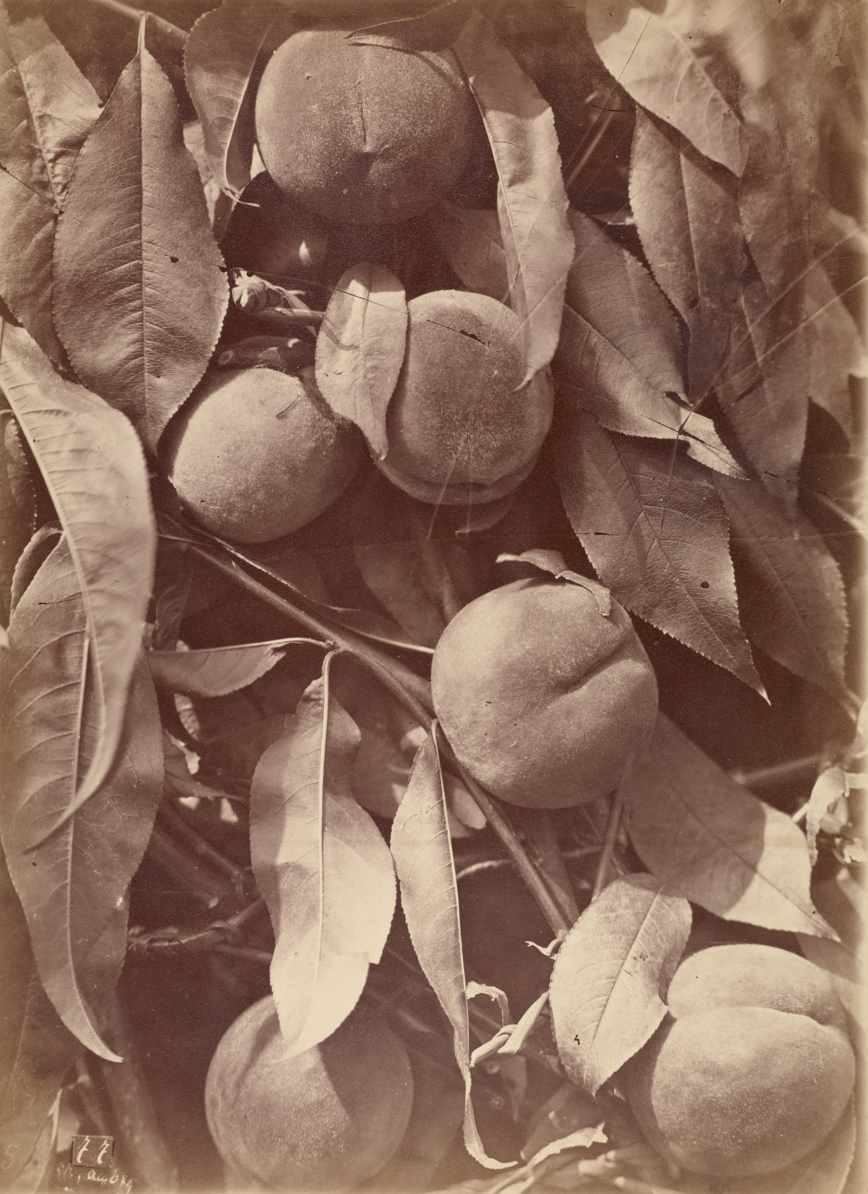 [Peaches]