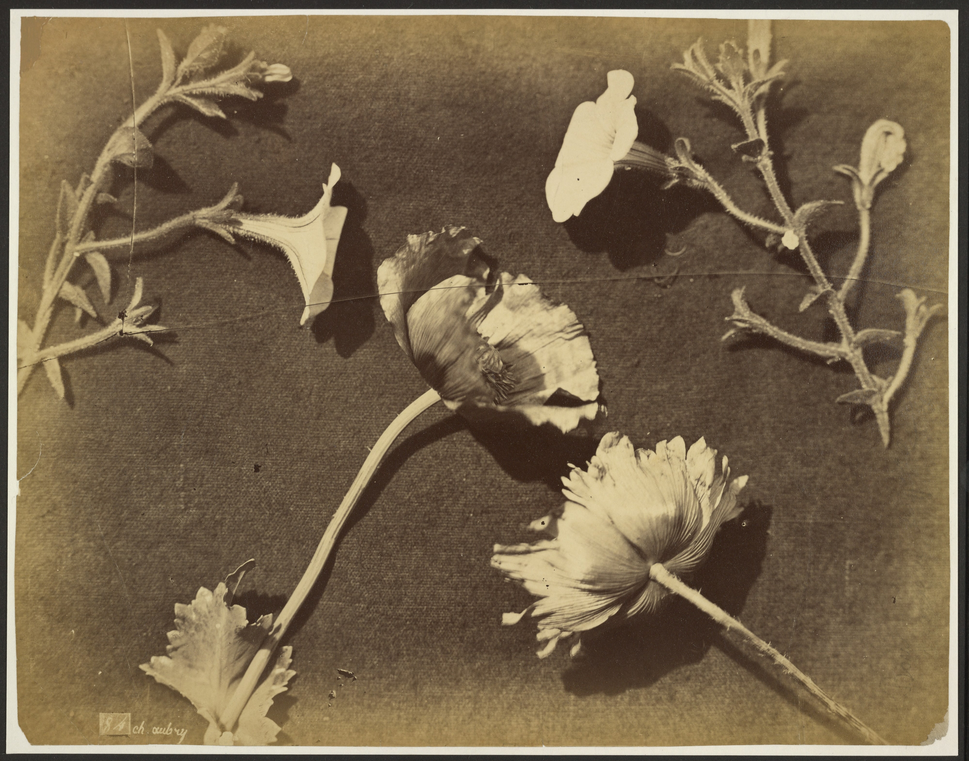 [Flower still life]