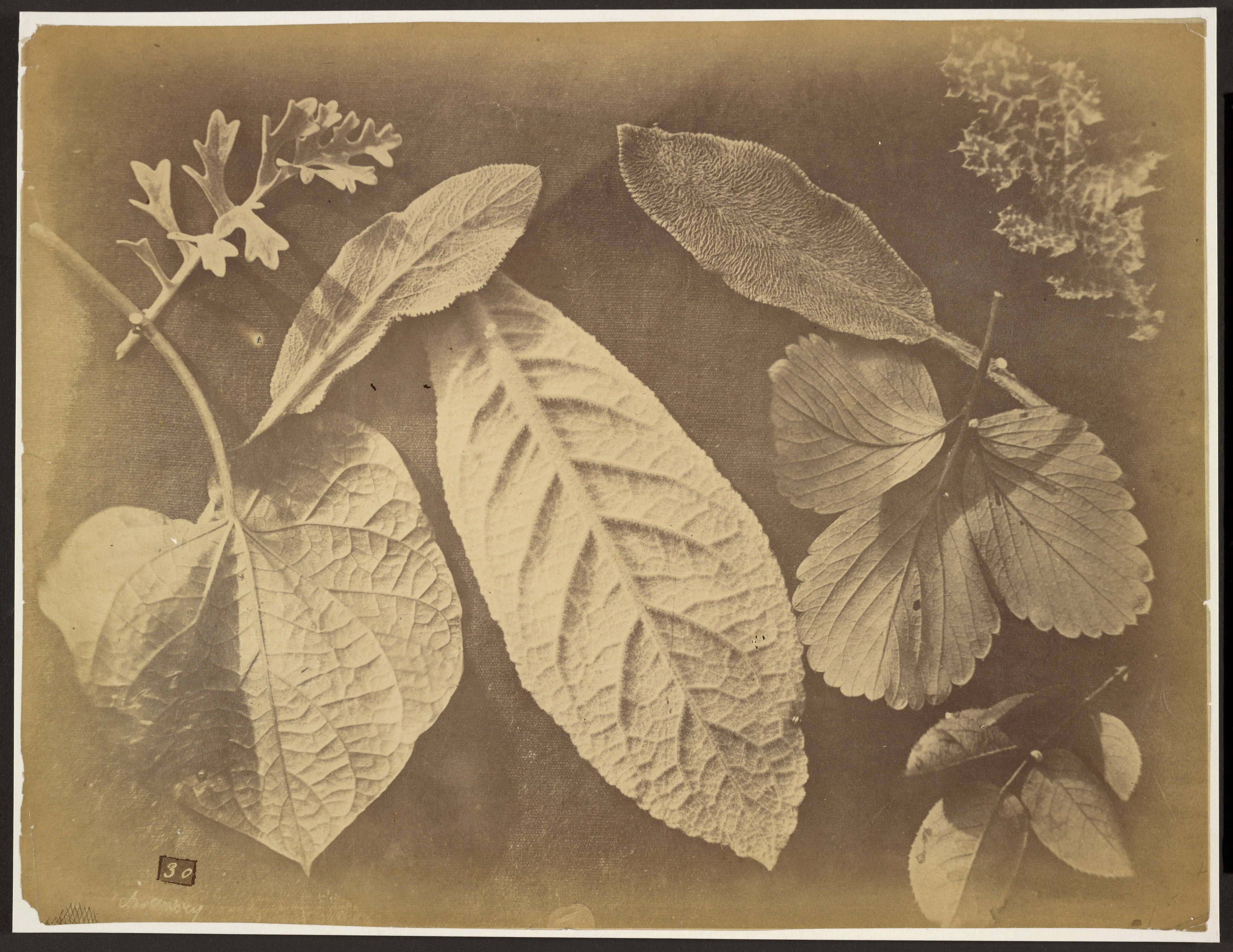 [Leaf arrangement]