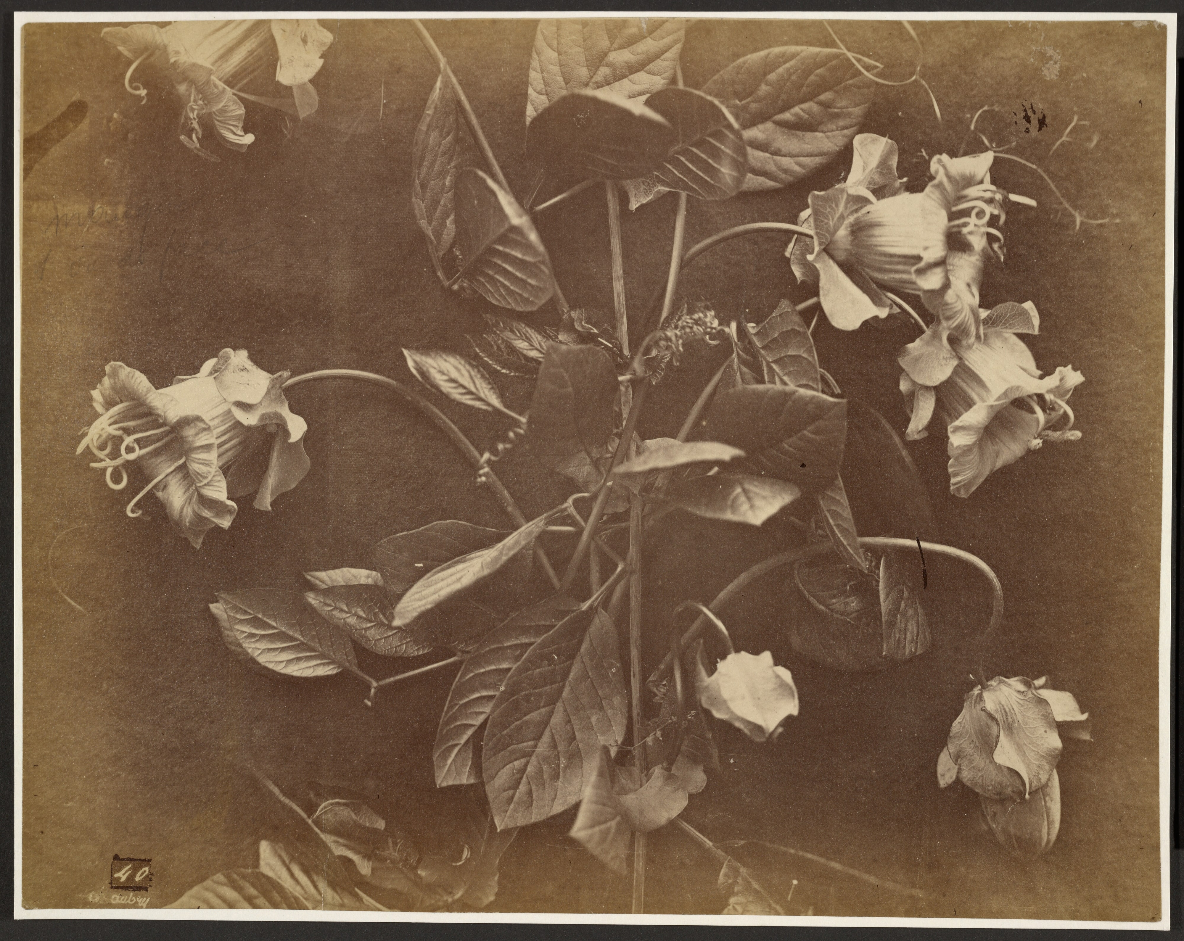 [Flowering vine]