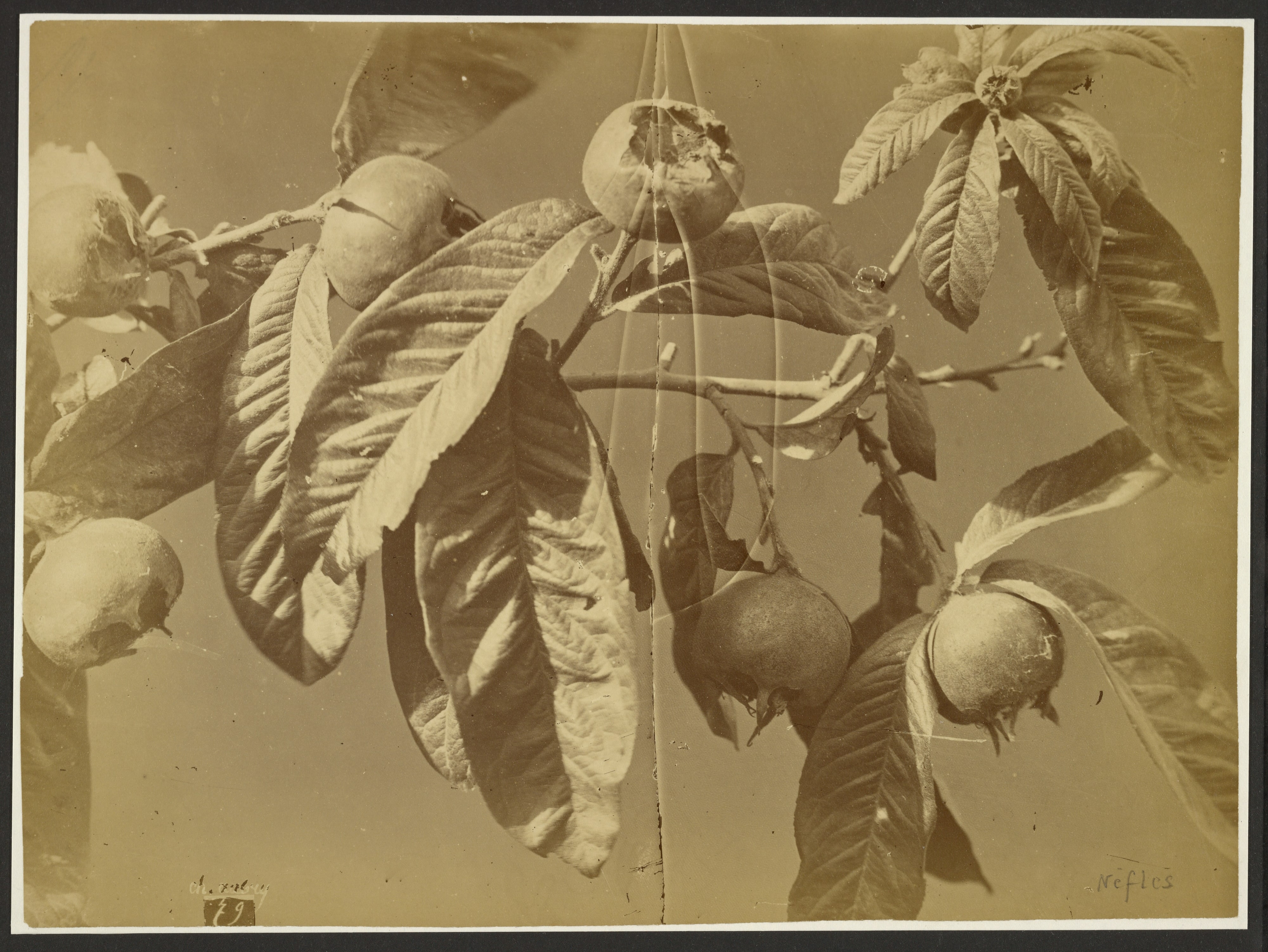 [Medlars]