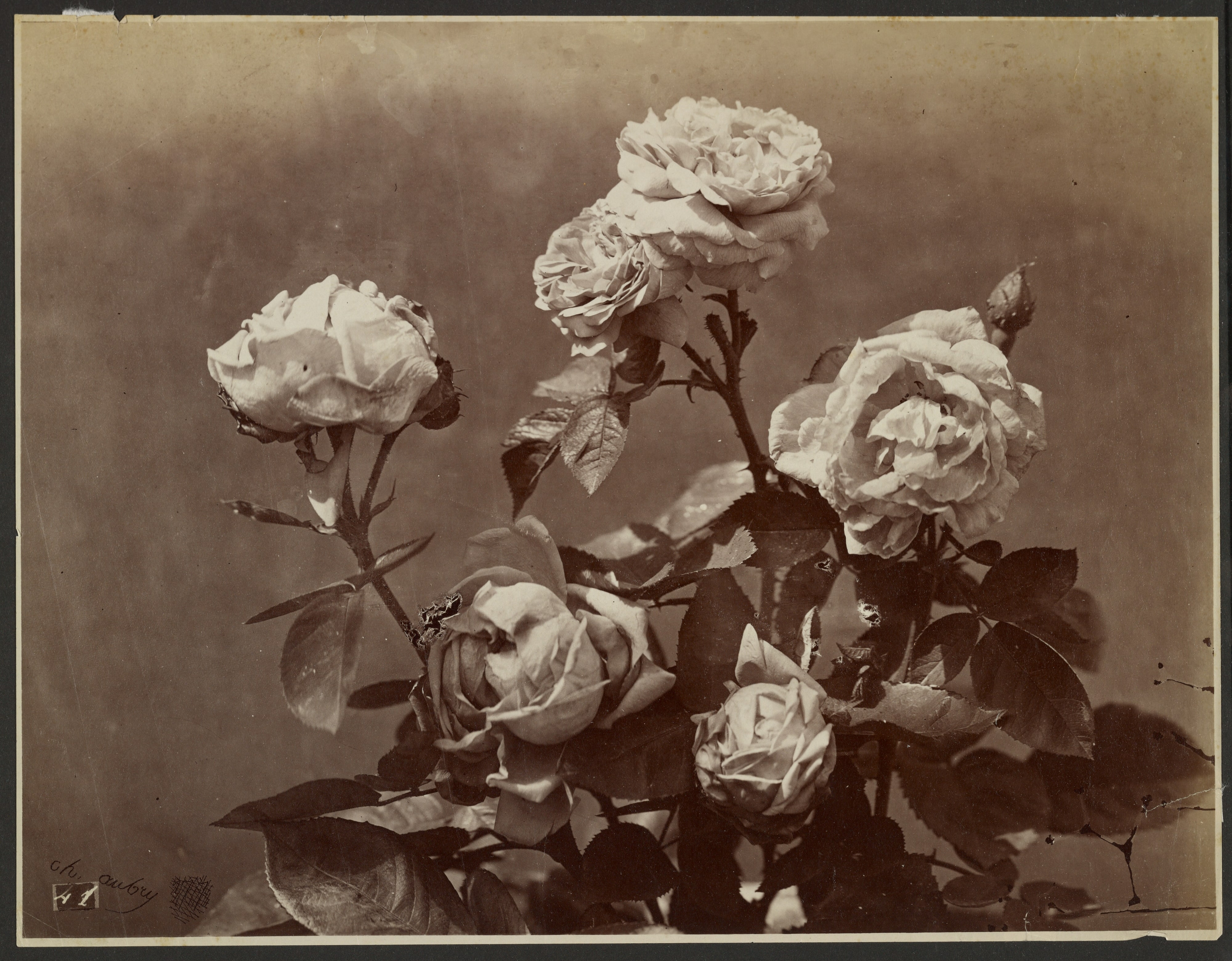 [Roses]